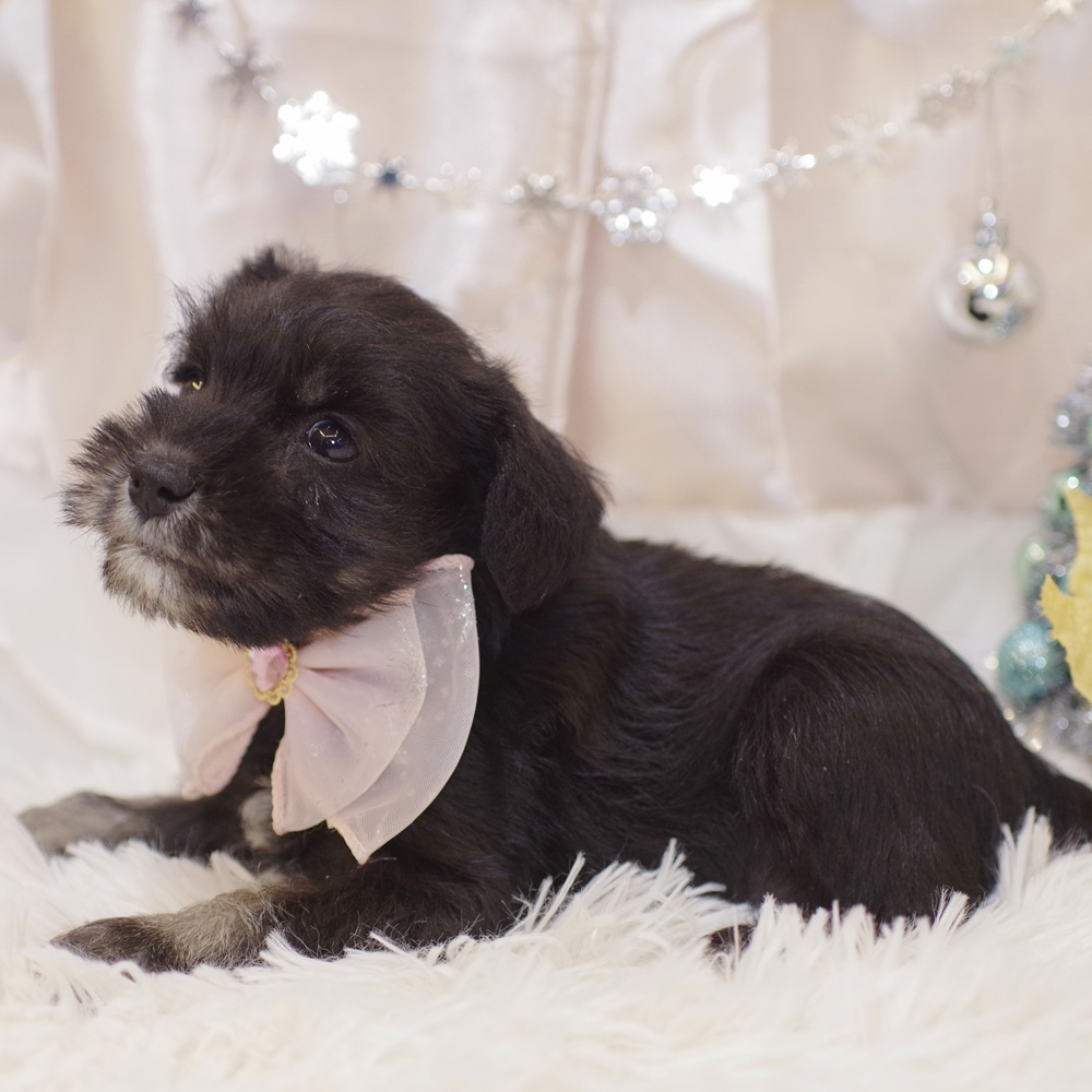 静岡県のミニチュアシュナウザー (犬の家＆猫の里富士店/2025年10月21日生まれ/女の子/ブラックシルバー)の子犬の4枚目の画像