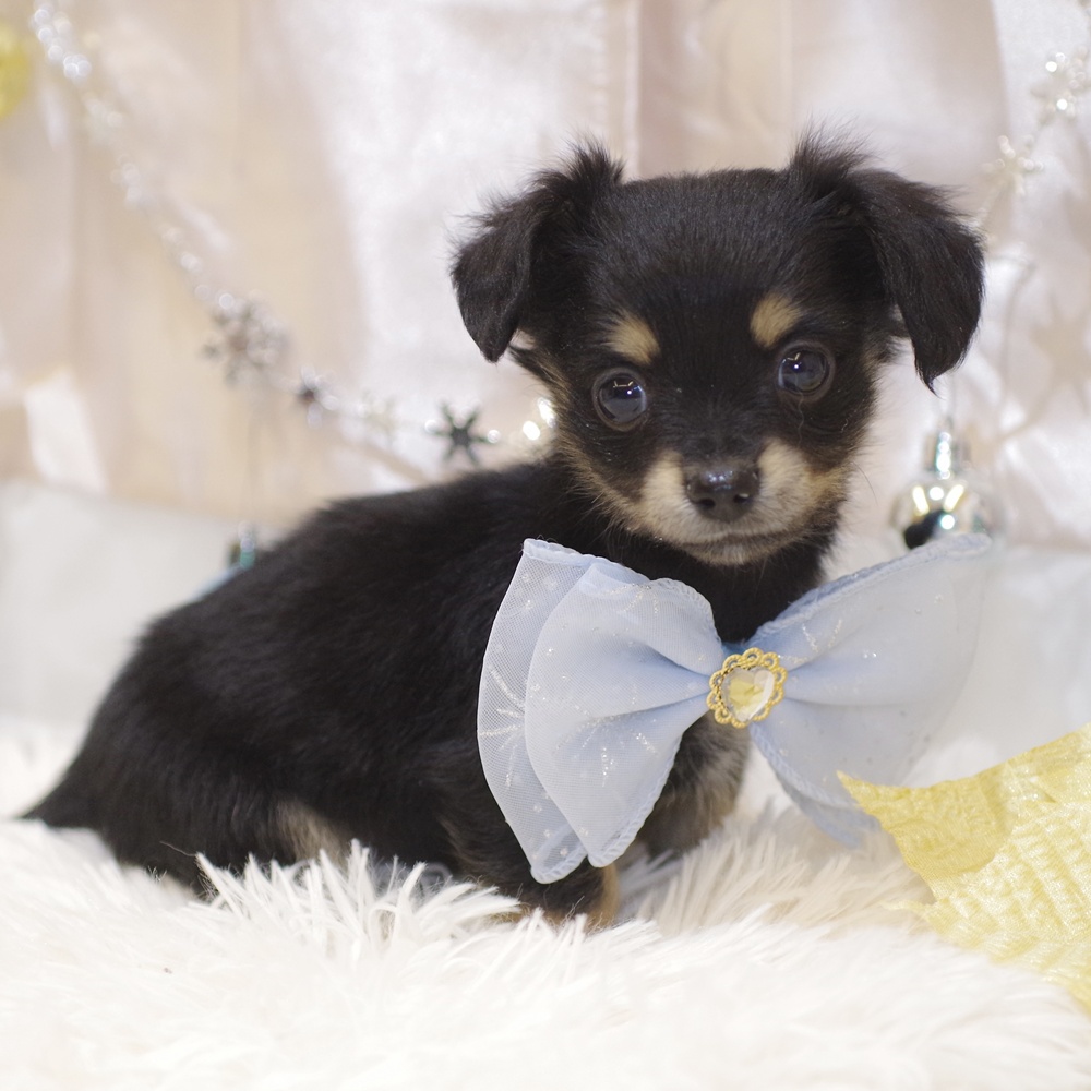 静岡県のチワックス(チワワ×ダックス) (犬の家＆猫の里富士店/2025年10月28日生まれ/男の子/ブラックタン)の子犬の4枚目の画像