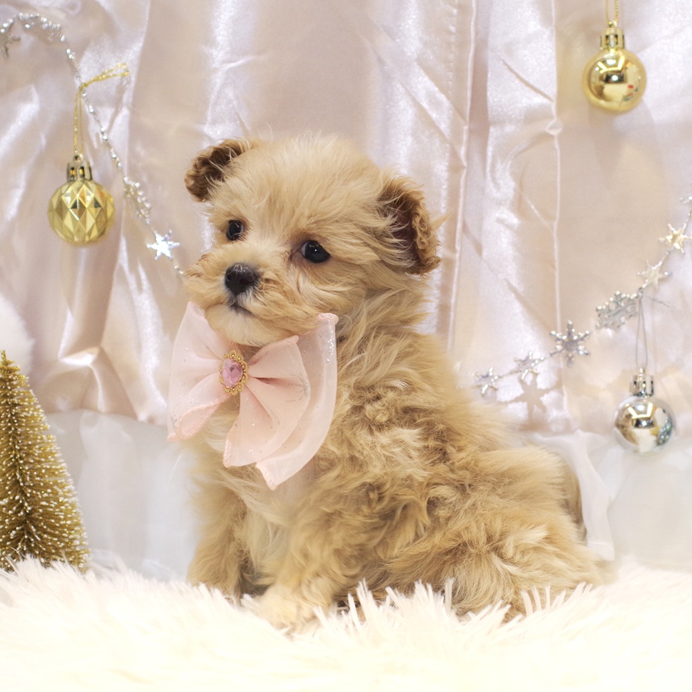 静岡県のマルプー(マルチーズ×プードル) (犬の家＆猫の里富士店/2025年10月26日生まれ/女の子/クリーム)の子犬の4枚目の画像