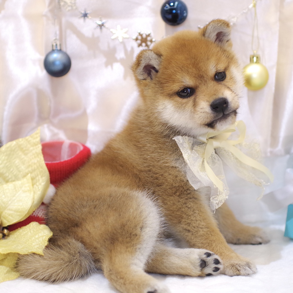 静岡県の柴犬(標準サイズ) (犬の家＆猫の里富士店/2025年10月27日生まれ/女の子/赤)の子犬の4枚目の画像