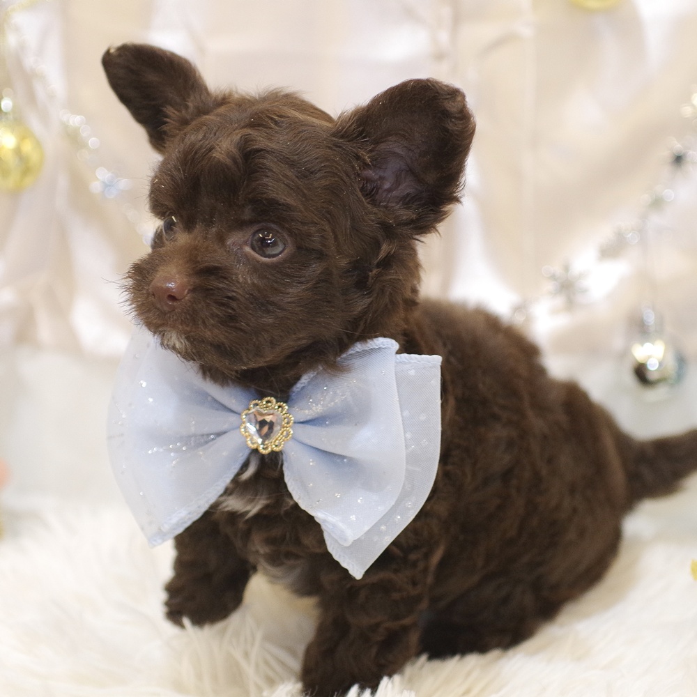 静岡県のチワプー/プーチー(チワワ×プードル) (犬の家＆猫の里富士店/2025年10月27日生まれ/男の子/ブラウン)の子犬の4枚目の画像