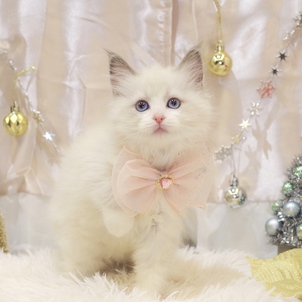 静岡県のラグドール (犬の家＆猫の里富士店/2025年10月25日生まれ/女の子/ブルーポイントバイカラー)の子猫の4枚目の画像