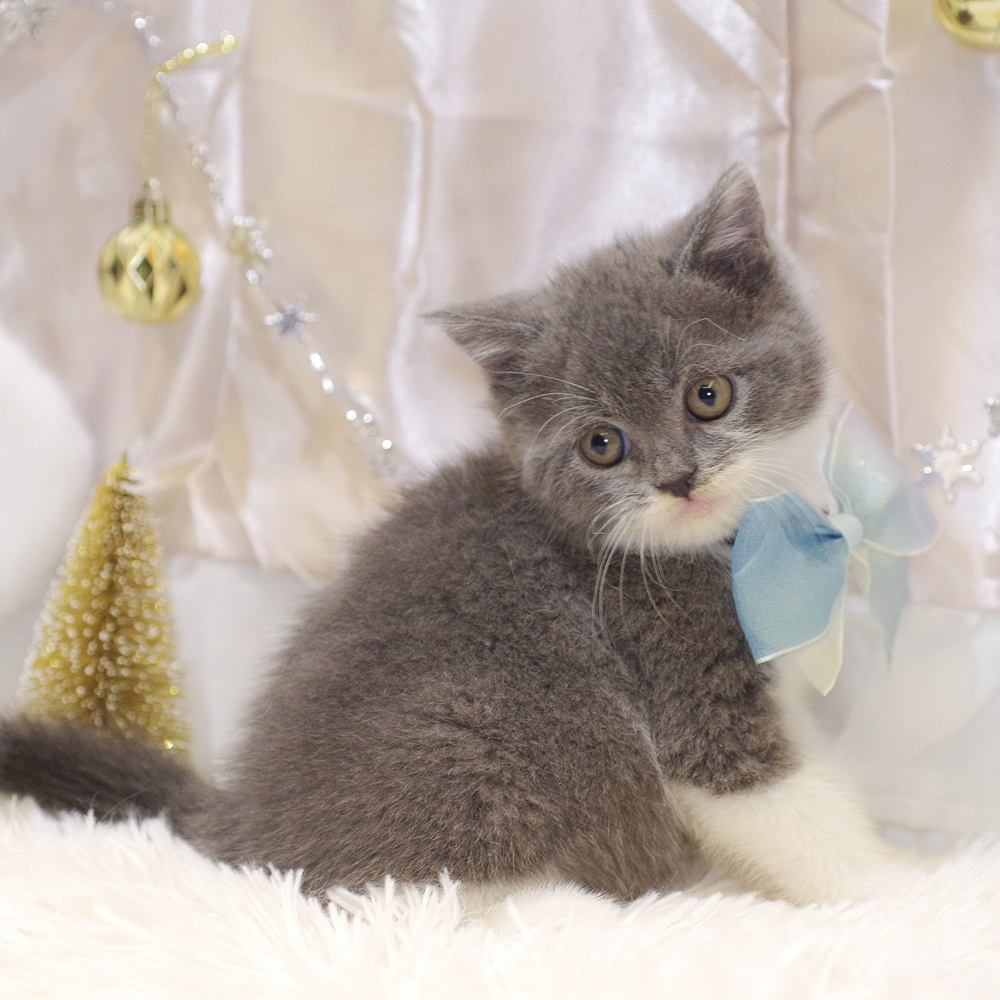 静岡県のブリティッシュショートヘアー (犬の家＆猫の里富士店/2025年10月28日生まれ/男の子/ブルーホワイト)の子猫の4枚目の画像