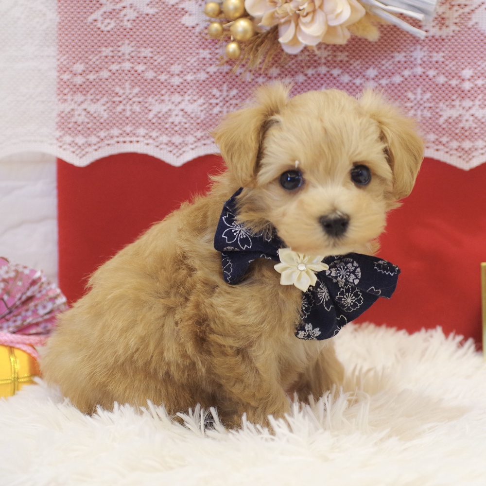 静岡県のマルプー(マルチーズ×プードル) (犬の家＆猫の里富士店/2025年11月10日生まれ/男の子/アプリコット)の子犬の4枚目の画像