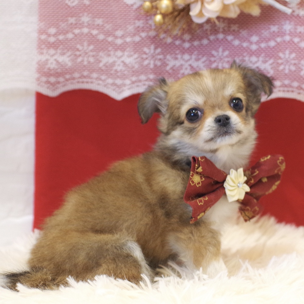 静岡県のチワワ(ロング) (犬の家＆猫の里富士店/2025年11月10日生まれ/女の子/レッドホワイト)の子犬の4枚目の画像