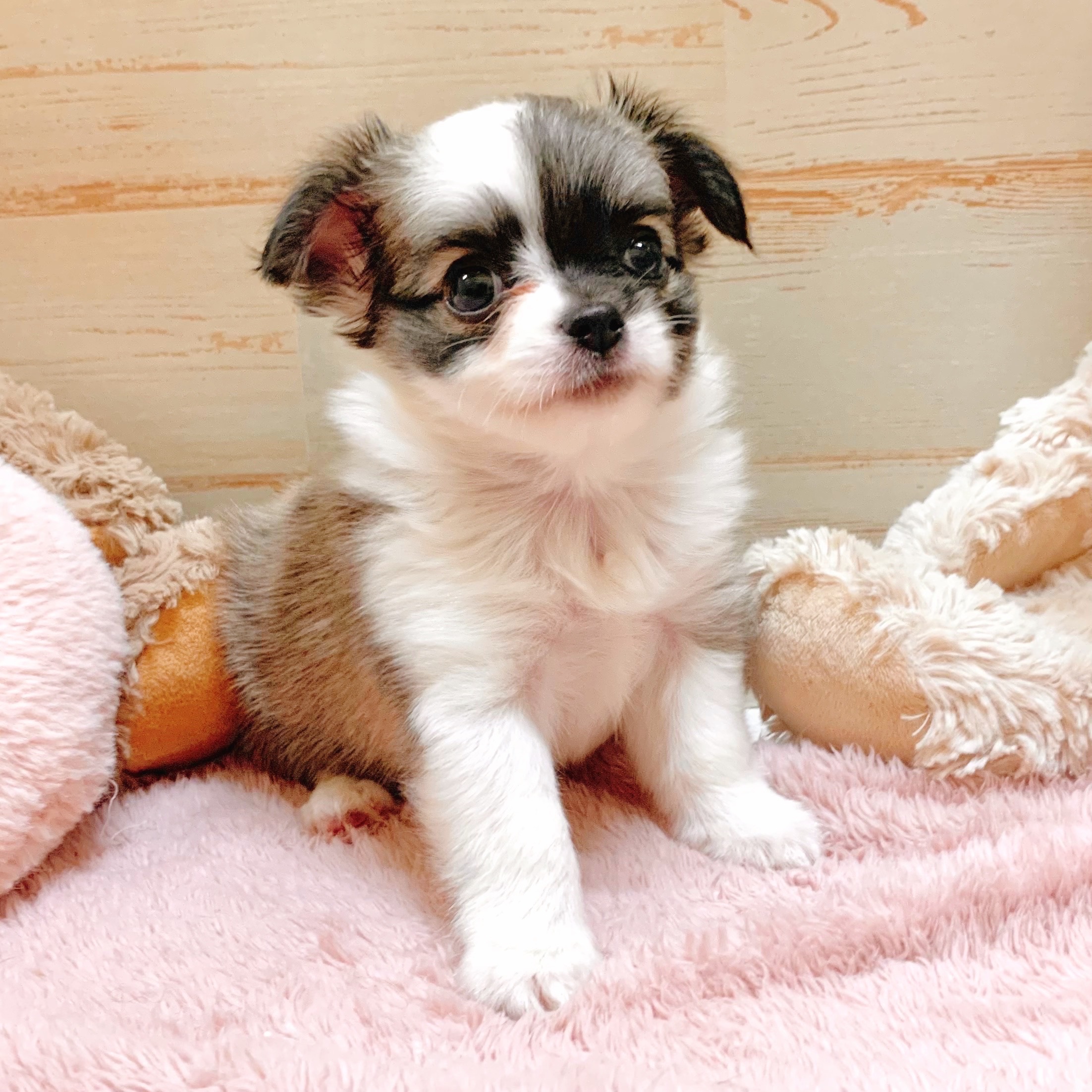 兵庫県のチワワ(ロング) (犬の家＆猫の里神戸店/2025年6月21日生まれ/男の子/フォーンホワイト)の子犬の4枚目の画像