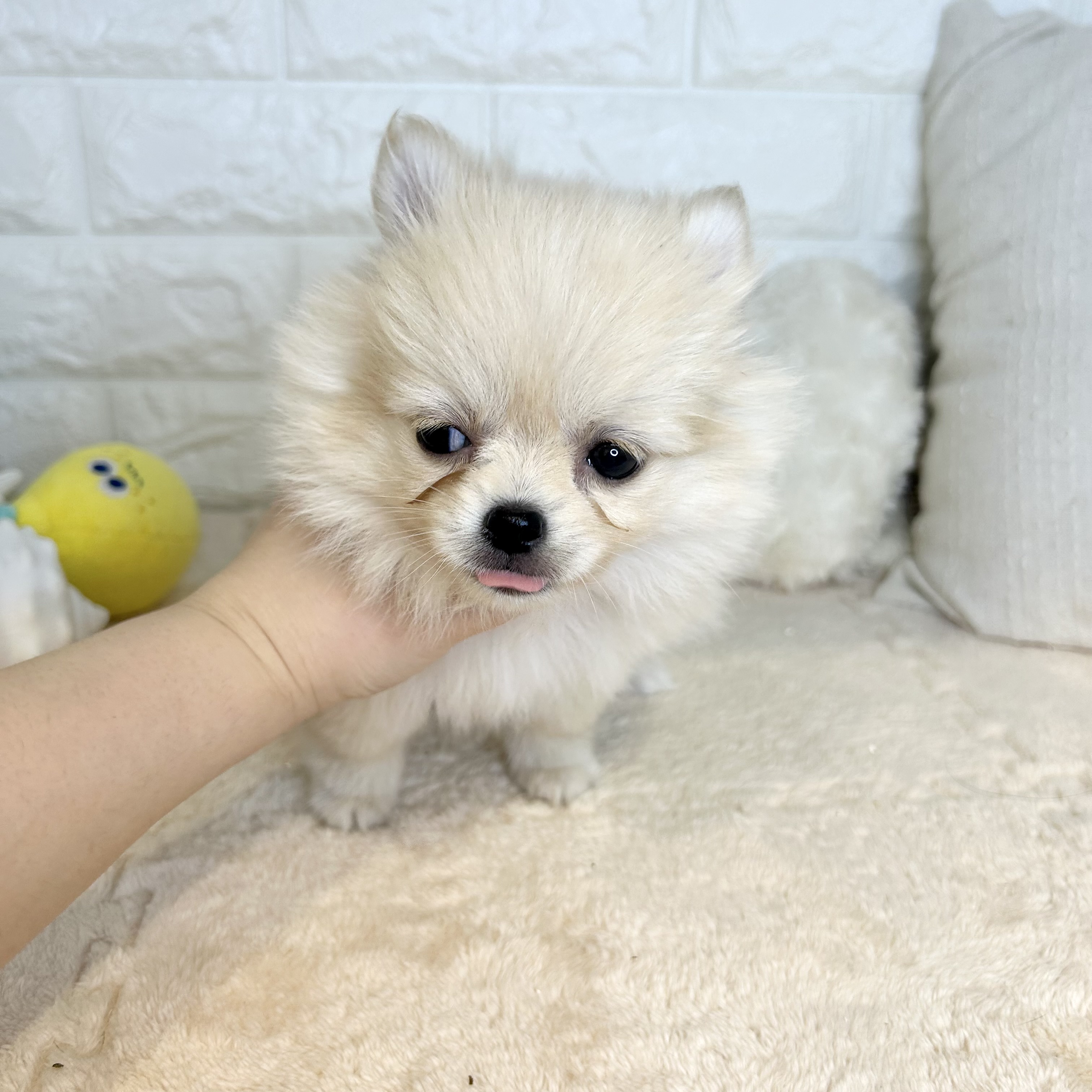 東京都のポメチワ/チワポメ/ポメチー(ポメラニアン×チワワ) (犬の家＆猫の里新宿店/2025年9月20日生まれ/女の子/クリームホワイト)の子犬の4枚目の画像