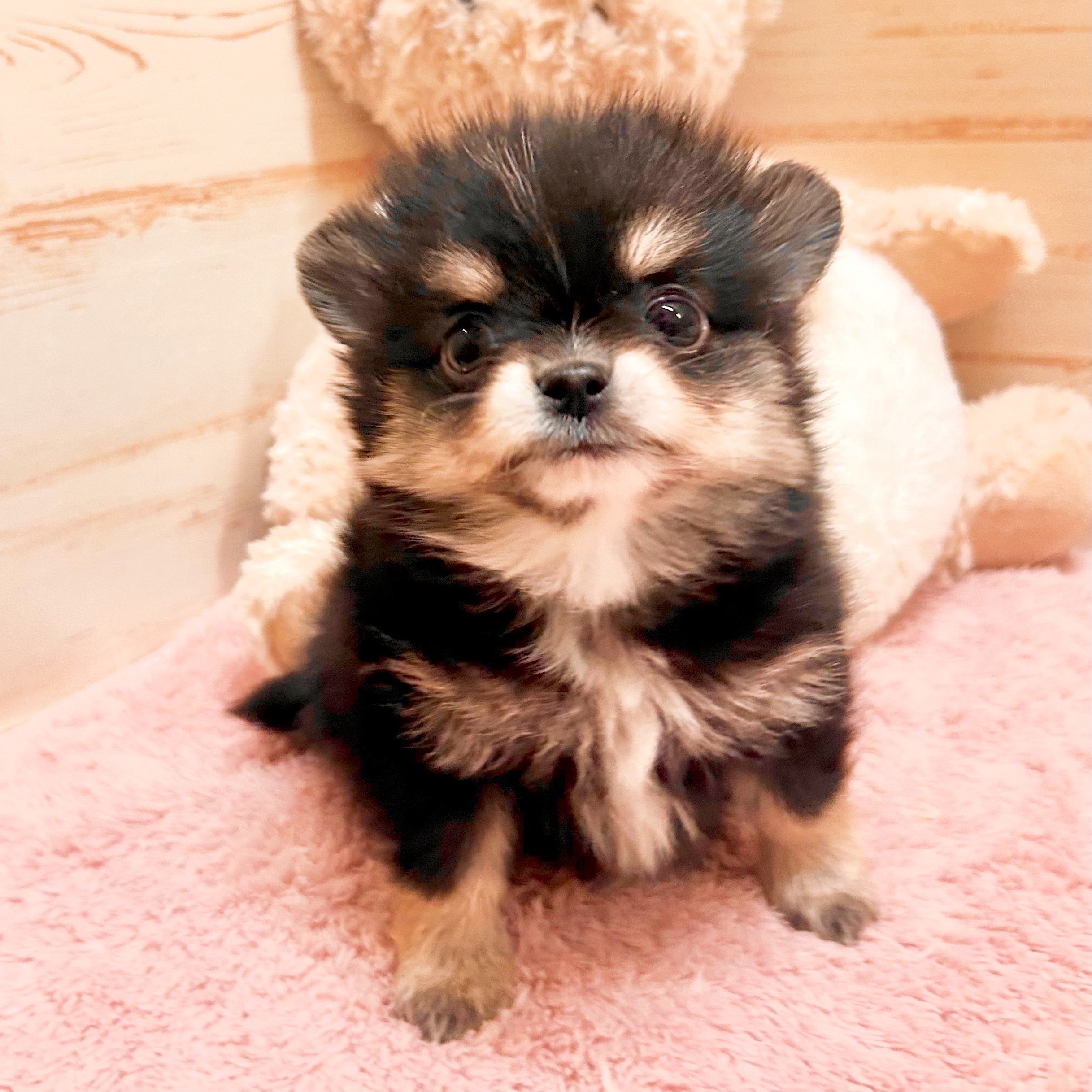 兵庫県のポメチワ/チワポメ/ポメチー(ポメラニアン×チワワ) (犬の家＆猫の里神戸店/2025年12月2日生まれ/男の子/ブラックタンホワイト)の子犬の4枚目の画像