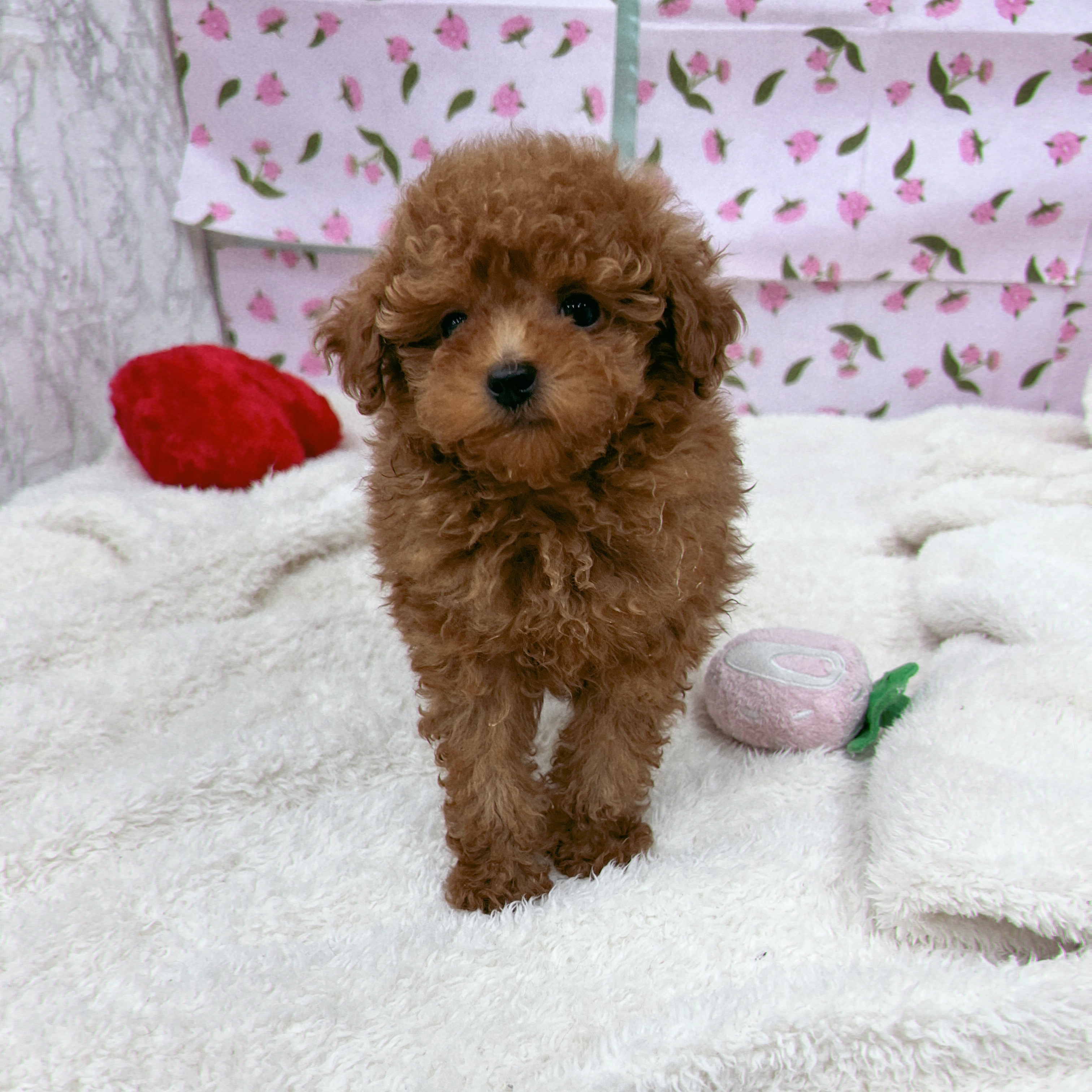 愛知県のトイプードル(トイ) (犬の家＆猫の里エアポートウォーク店/2026年1月17日生まれ/男の子/レッド)の子犬の4枚目の画像