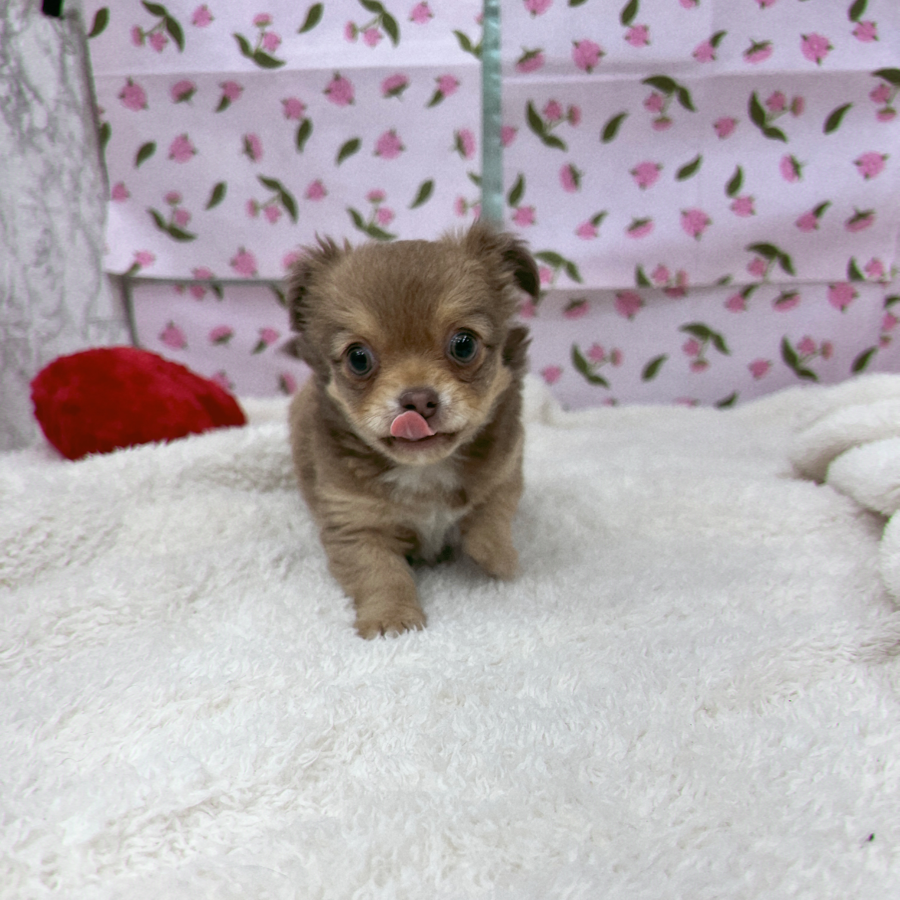 愛知県のチワワ(ロング) (犬の家＆猫の里エアポートウォーク店/2026年1月15日生まれ/男の子/イザベラ)の子犬の4枚目の画像