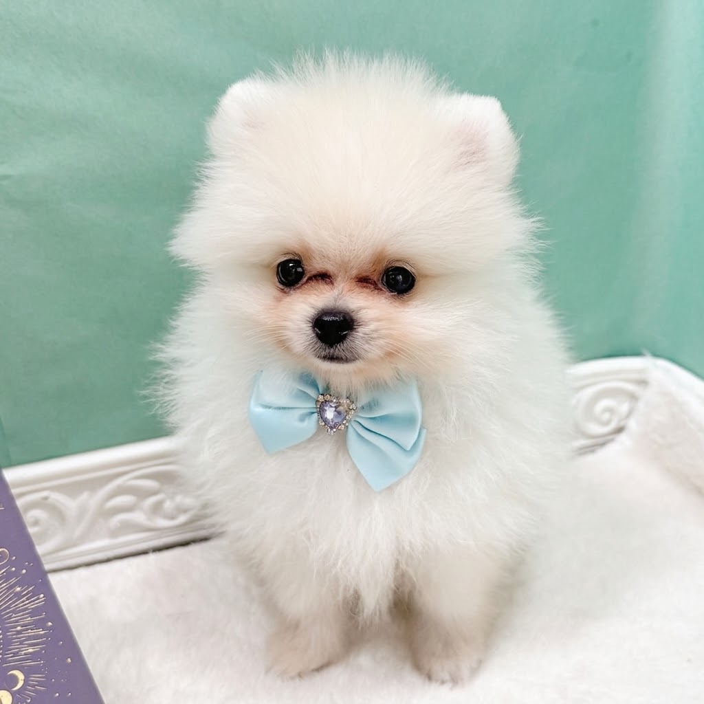 石川県のポメラニアン (犬の家＆猫の里アミーゴ金沢有松店/2026年7月6日生まれ/男の子/クリーム)の子犬の4枚目の画像