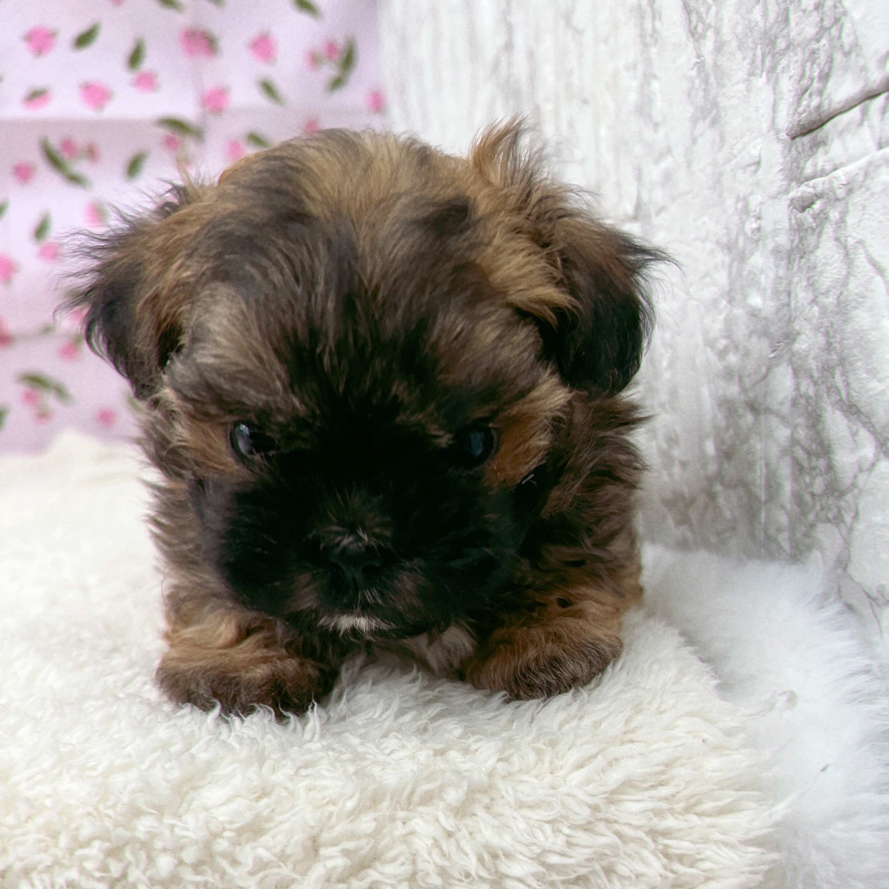 愛知県のプーズー/プーシーズ(プードル×シーズー) (犬の家＆猫の里エアポートウォーク店/2026年1月17日生まれ/男の子/レッドフォーン、ホワイト＆ブラックマスク)の子犬の4枚目の画像