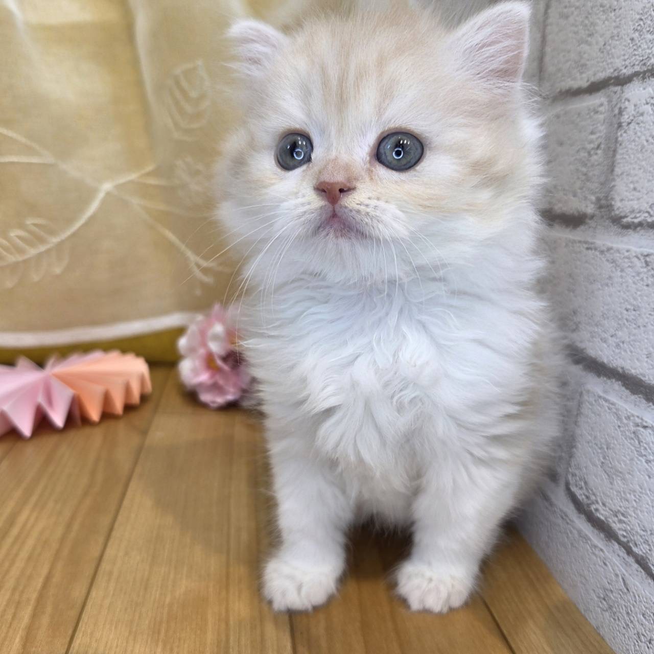 長野県のスコティッシュフォールド (犬の家＆猫の里カインズ梓川店/2026年2月2日生まれ/男の子/クリームタビーホワイト)の子猫の4枚目の画像