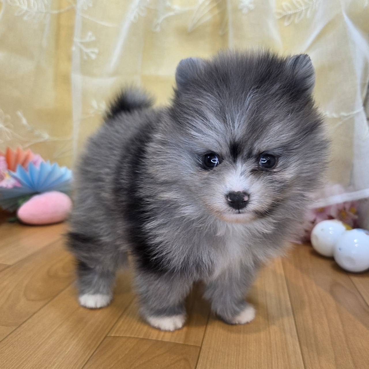 長野県のポメラニアン (犬の家＆猫の里カインズ梓川店/2026年2月3日生まれ/男の子/ブルーマール)の子犬の4枚目の画像