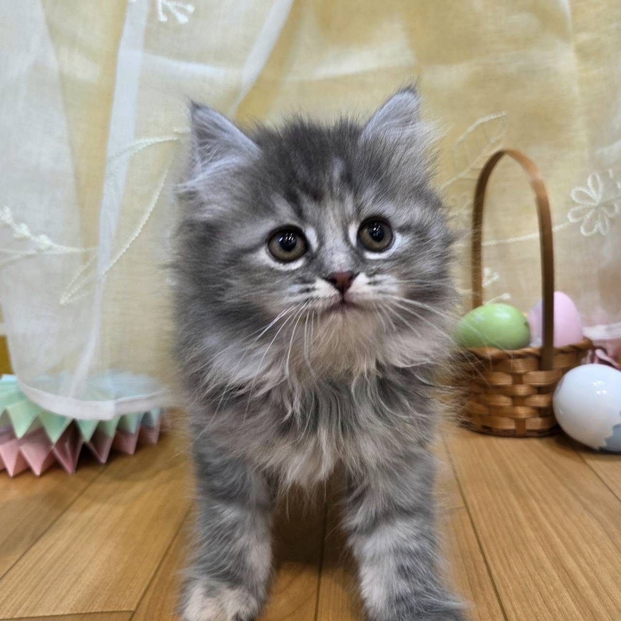 長野県のサイベリアン (犬の家＆猫の里カインズ梓川店/2026年2月2日生まれ/女の子/ブルータビー)の子猫の4枚目の画像