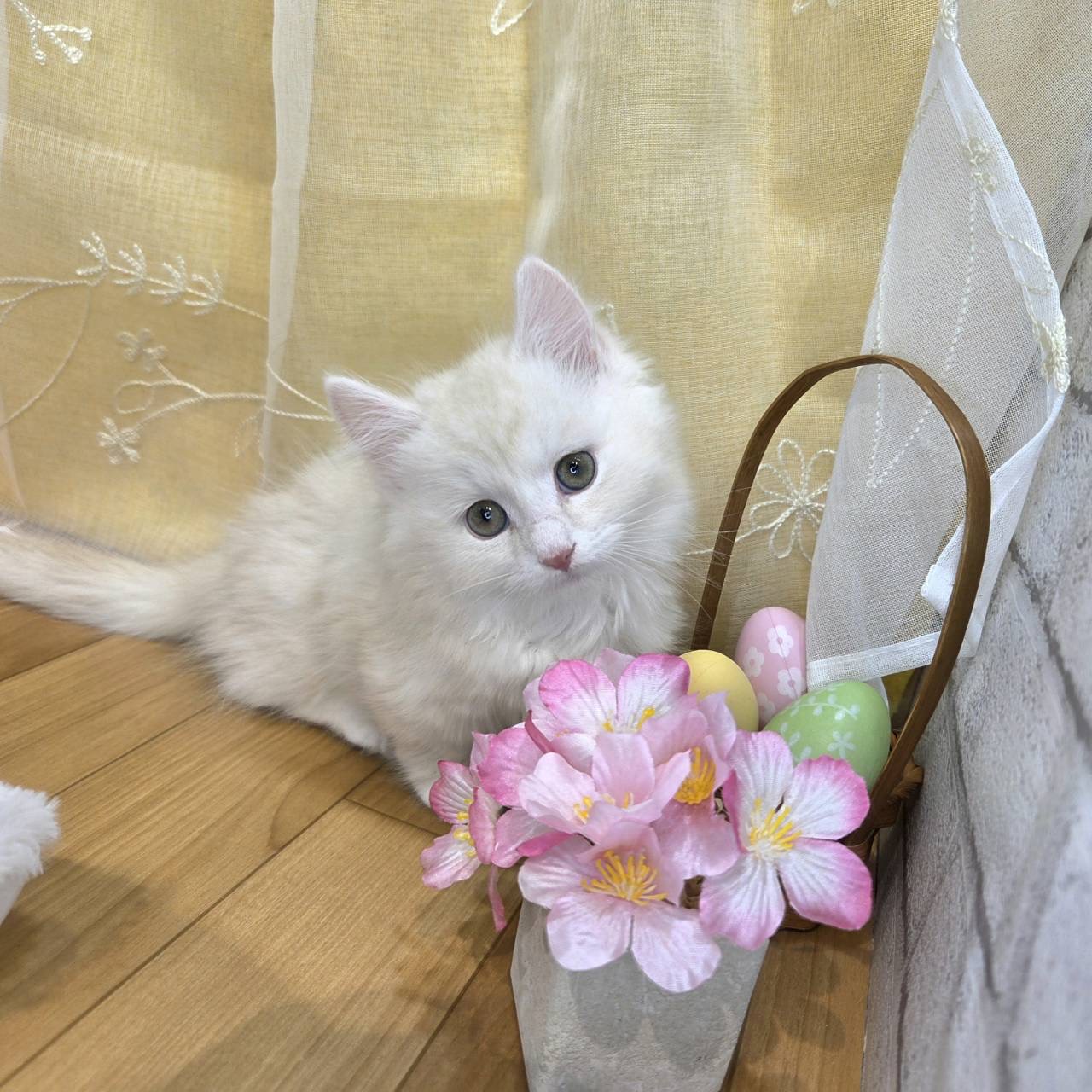 長野県のマンチカン (犬の家＆猫の里カインズ梓川店/2026年2月5日生まれ/男の子/クリームタビー)の子猫の4枚目の画像