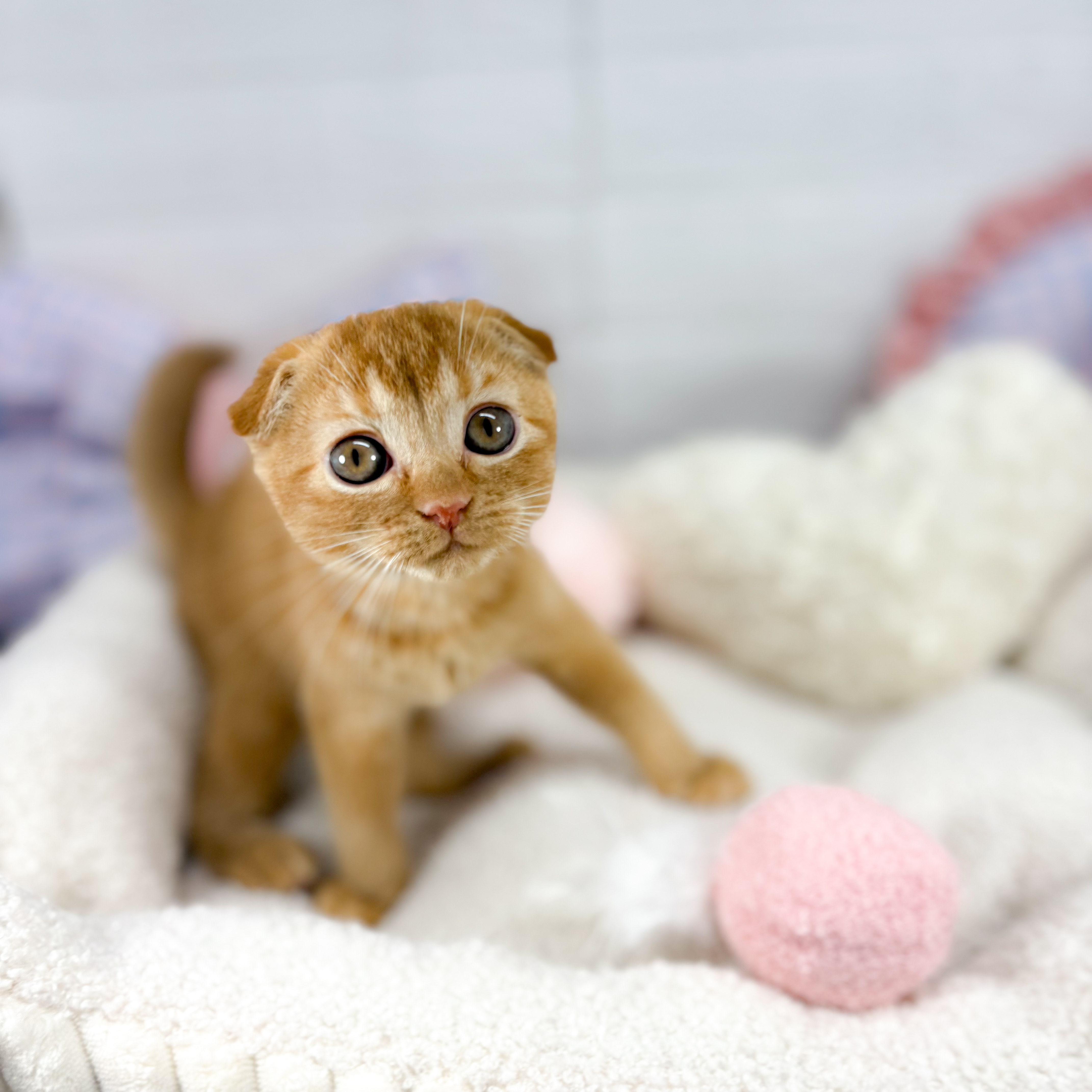 神奈川県のスコティッシュフォールド (犬の家＆猫の里元住吉ブレーメン通り店/2025年9月23日生まれ/女の子/レッドタビー)の子猫の4枚目の画像