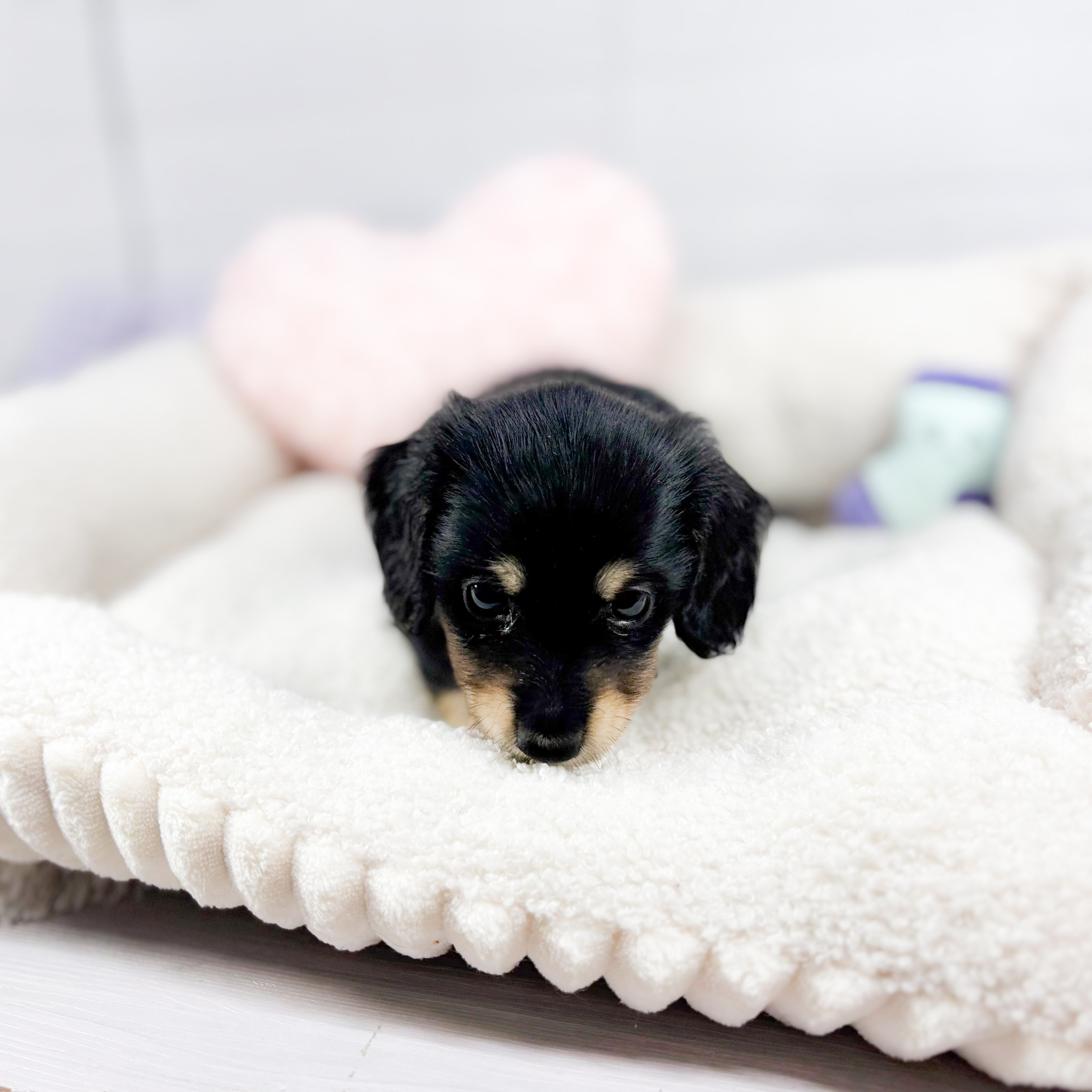 神奈川県のミニチュアダックスフンド(ロング) (犬の家＆猫の里元住吉ブレーメン通り店/2025年10月7日生まれ/男の子/ブラックタン)の子犬の4枚目の画像