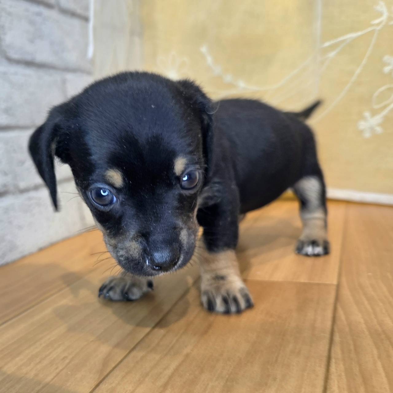 長野県のチワックス(チワワ×ダックス) (犬の家＆猫の里カインズ梓川店/2026年2月8日生まれ/女の子/ブラックタンホワイト)の子犬の4枚目の画像