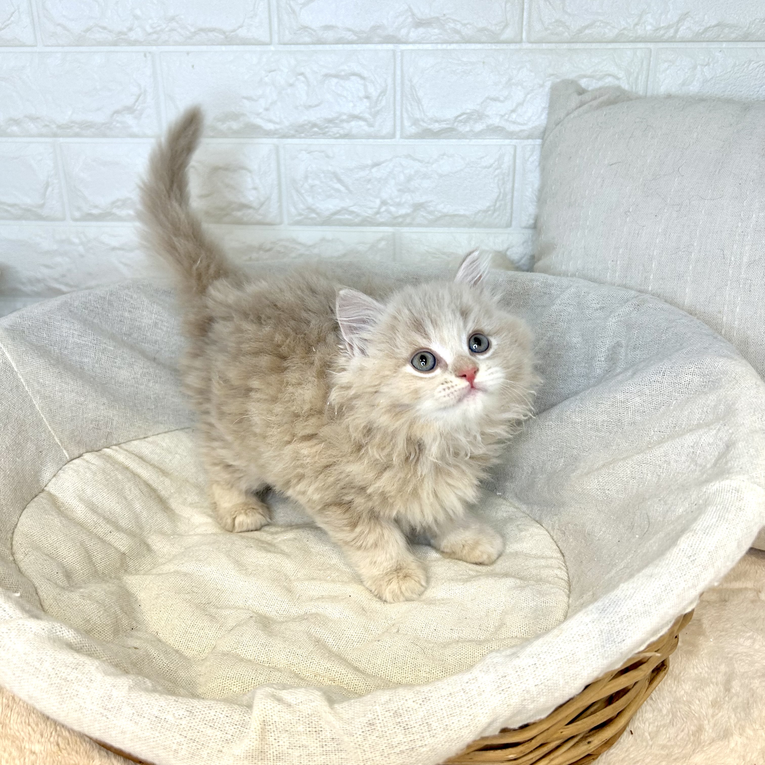 東京都のミヌエット (犬の家＆猫の里新宿店/2025年9月30日生まれ/男の子/クリームタビー)の子猫の4枚目の画像