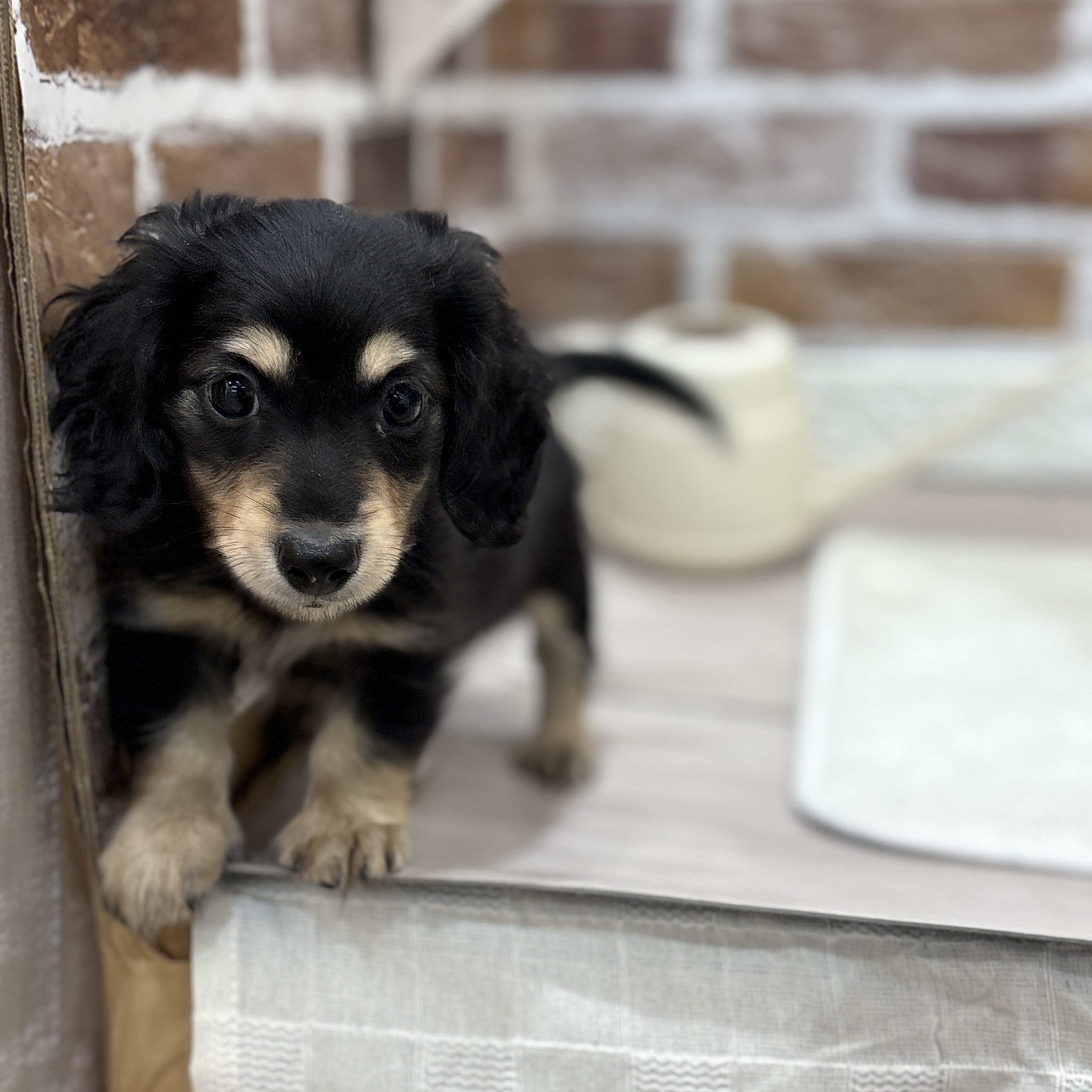 三重県のカニンヘンダックスフンド(ロング) (犬の家＆猫の里三重桑名店/2026年4月16日生まれ/男の子/ブラックイエロー)の子犬の4枚目の画像