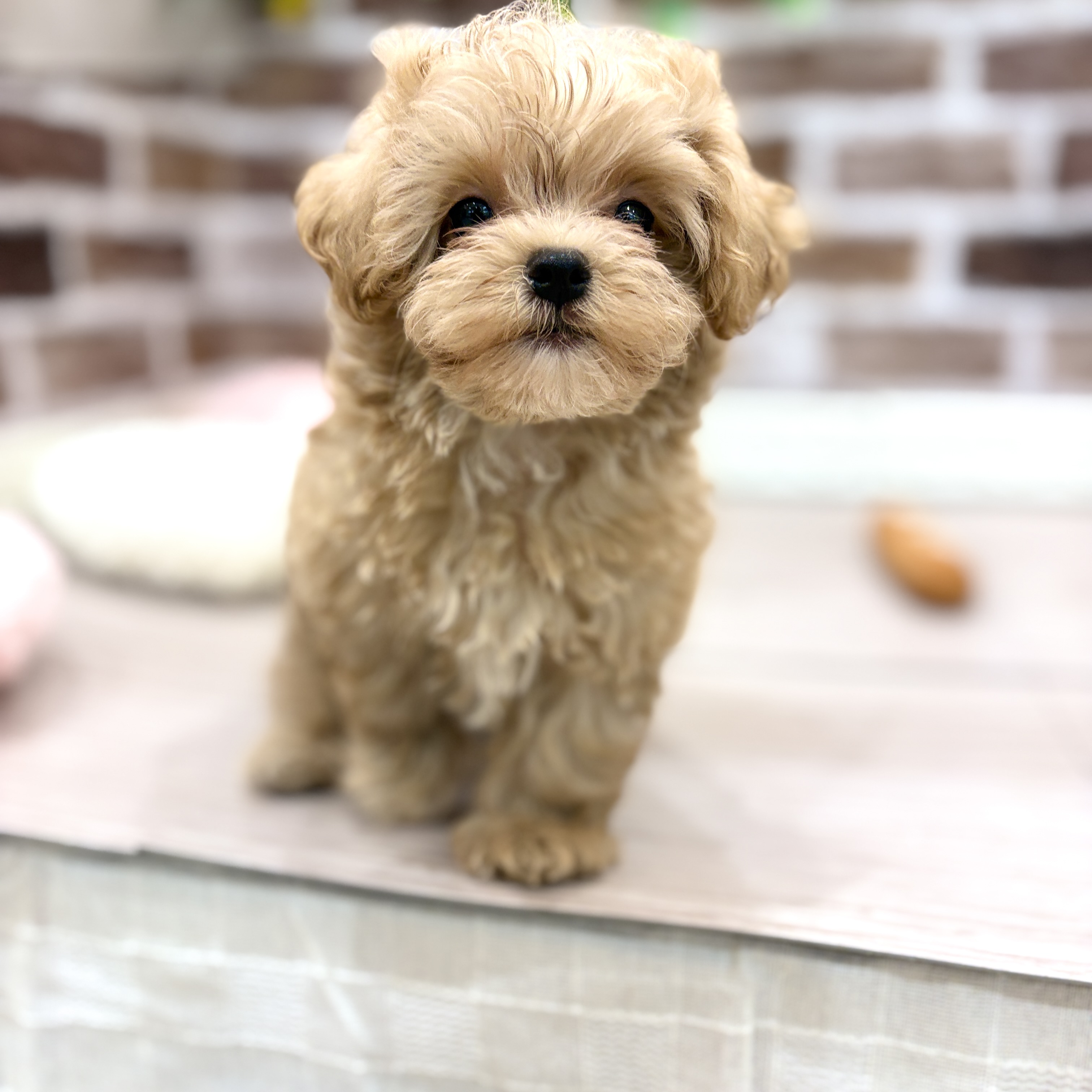 三重県のマルプー(マルチーズ×プードル) (犬の家＆猫の里三重桑名店/2026年3月2日生まれ/男の子/アプリコット)の子犬の4枚目の画像