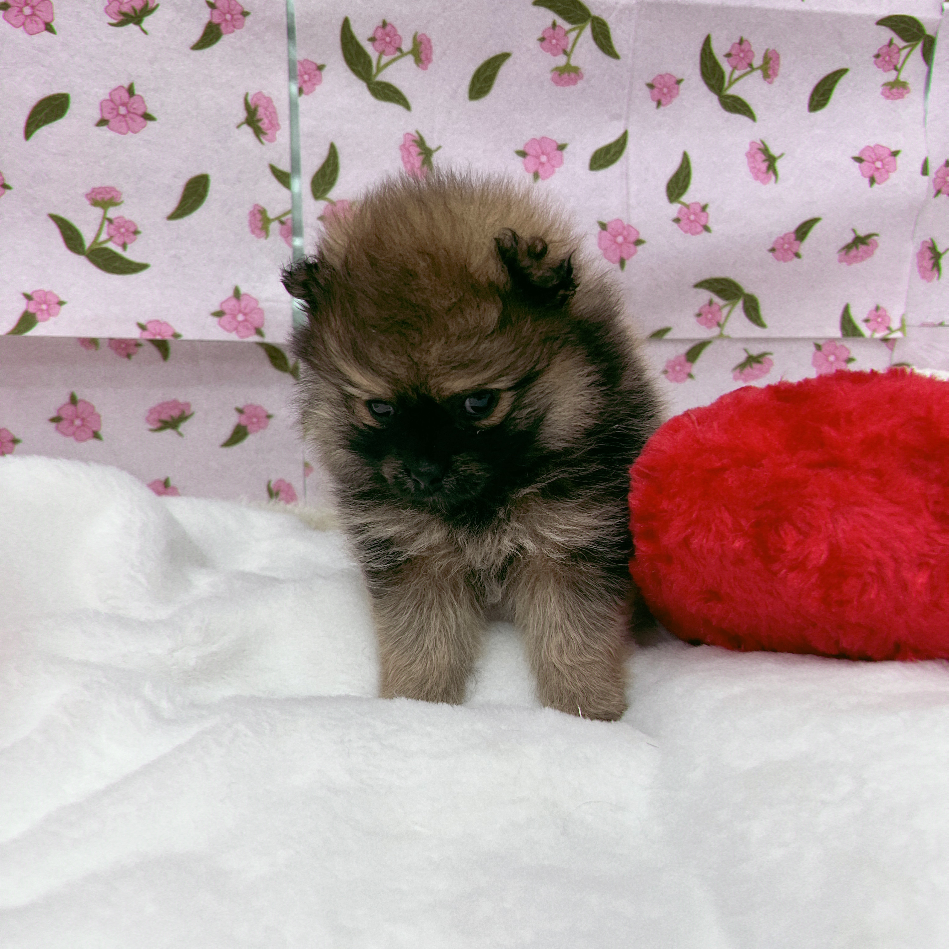 愛知県のポメラニアン (犬の家＆猫の里エアポートウォーク店/2026年1月26日生まれ/女の子/オレンジ)の子犬の4枚目の画像