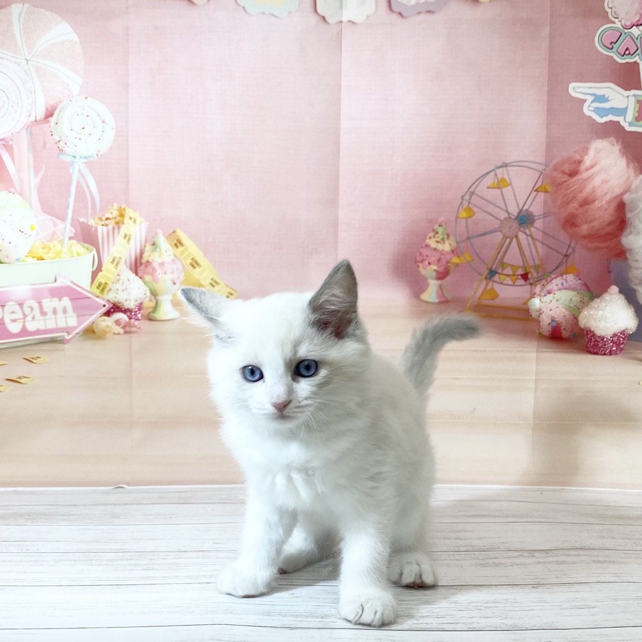 兵庫県のラグドール (犬の家＆猫の里尼崎店/2026年8月15日生まれ/男の子/ブルーポイントバイカラー)の子猫の4枚目の画像