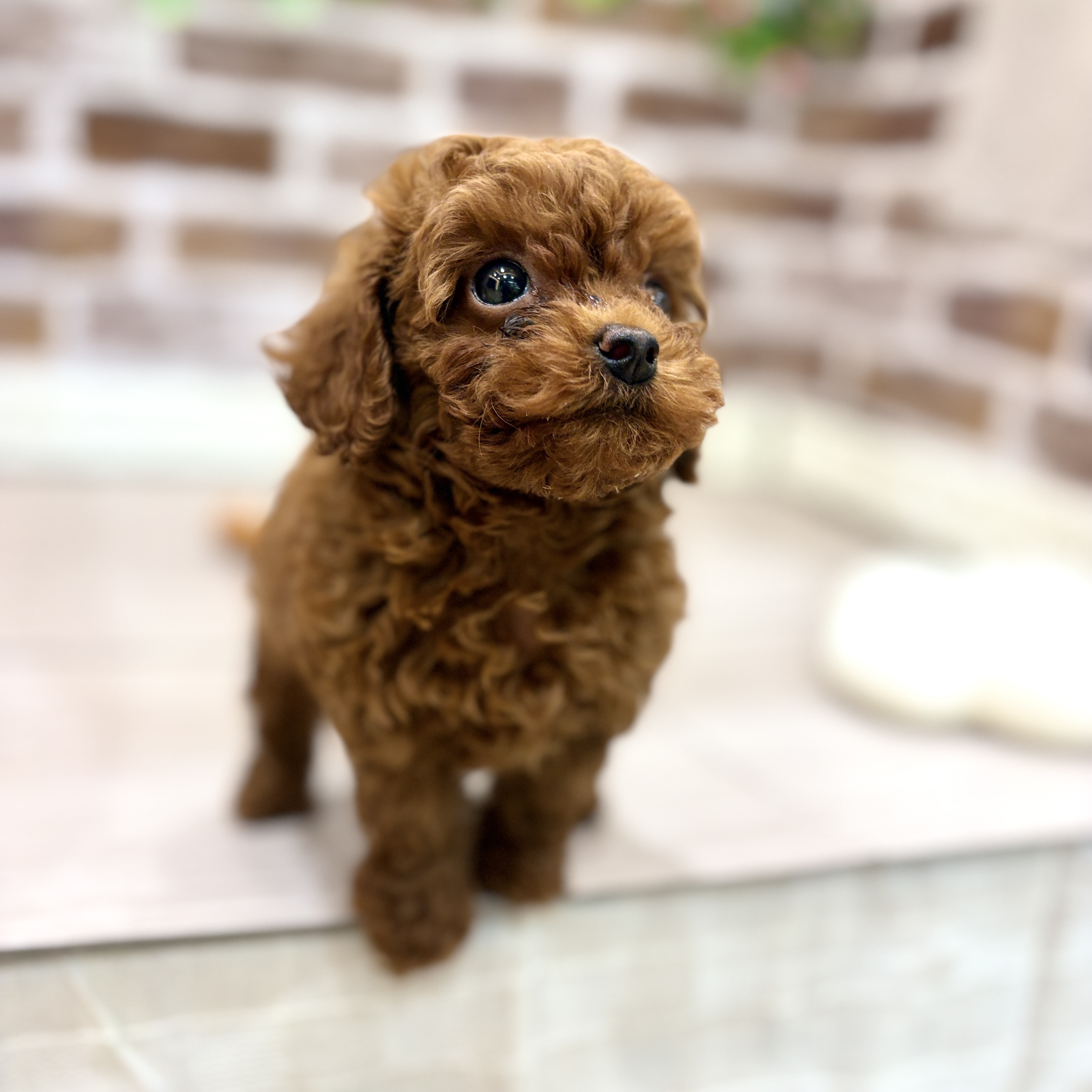 三重県のトイプードル(トイ) (犬の家＆猫の里三重桑名店/2026年3月2日生まれ/女の子/レッド)の子犬の4枚目の画像