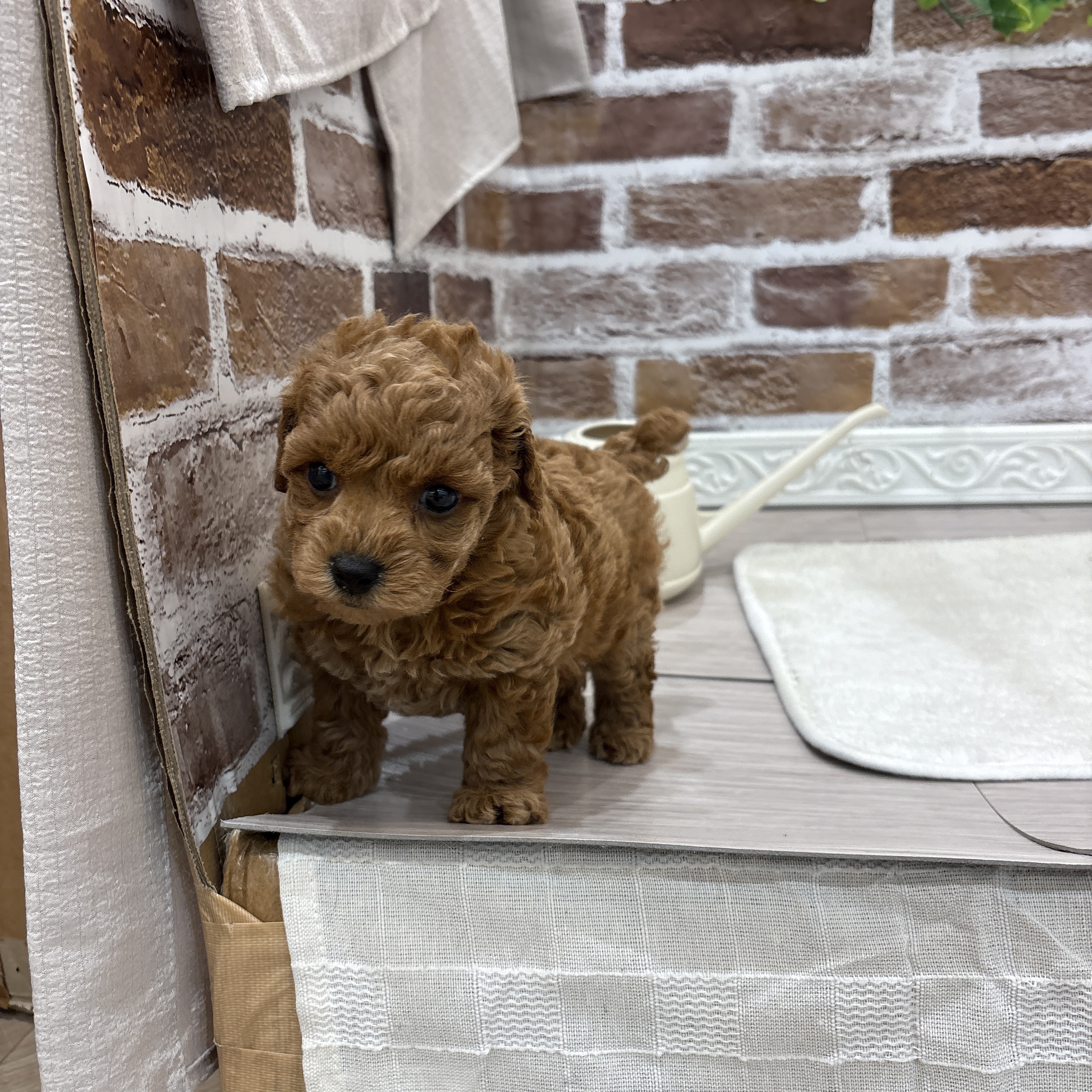 三重県のトイプードル(トイ) (犬の家＆猫の里三重桑名店/2026年4月21日生まれ/女の子/レッド)の子犬の4枚目の画像