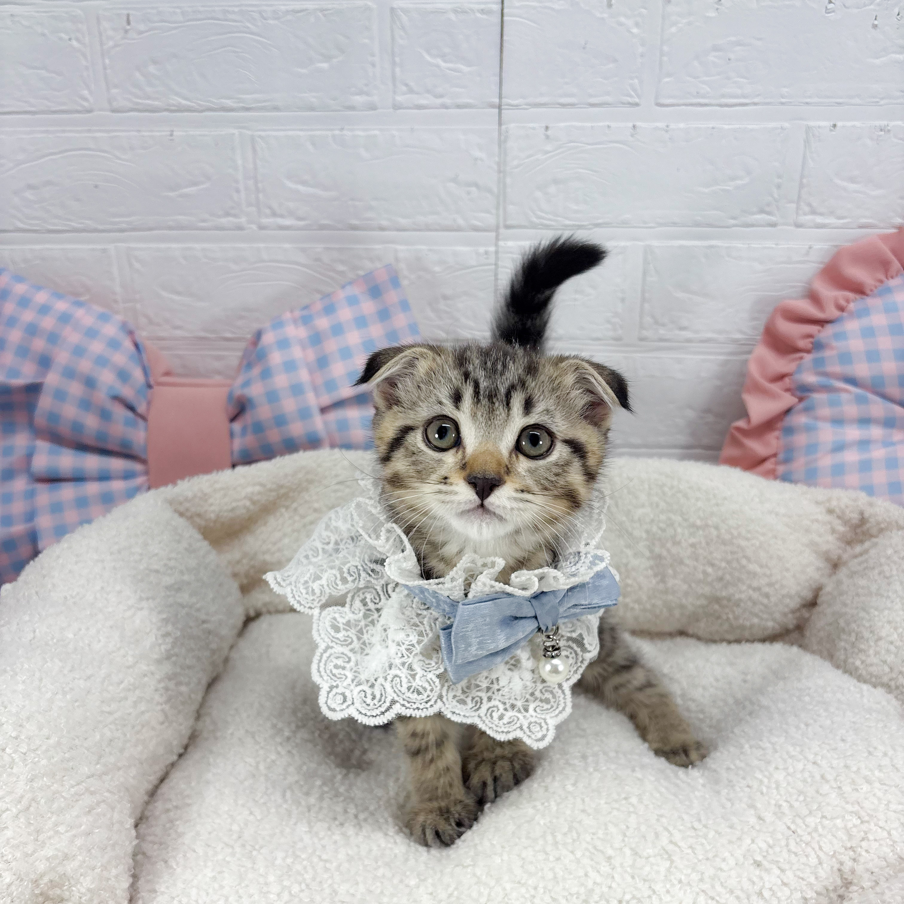 スコティッシュフォールド男の子の写真