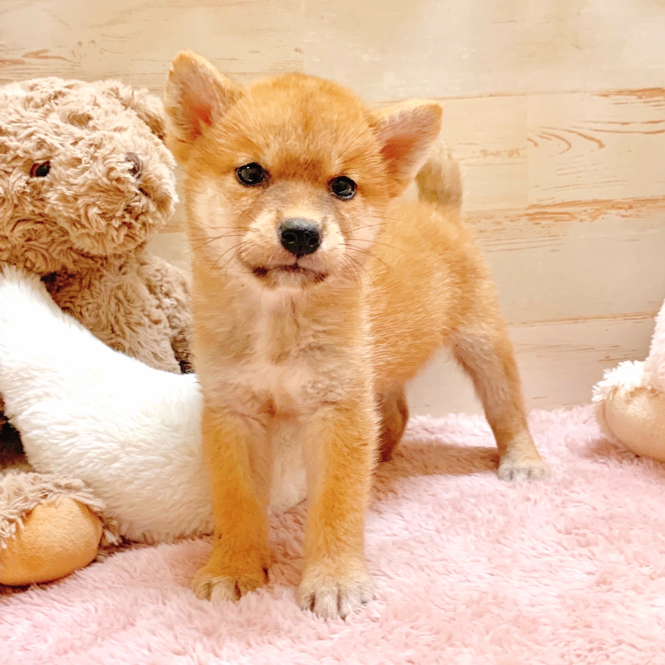 兵庫県の柴犬(標準サイズ) (犬の家＆猫の里神戸店/2025年7月3日生まれ/女の子/赤)の子犬の4枚目の画像