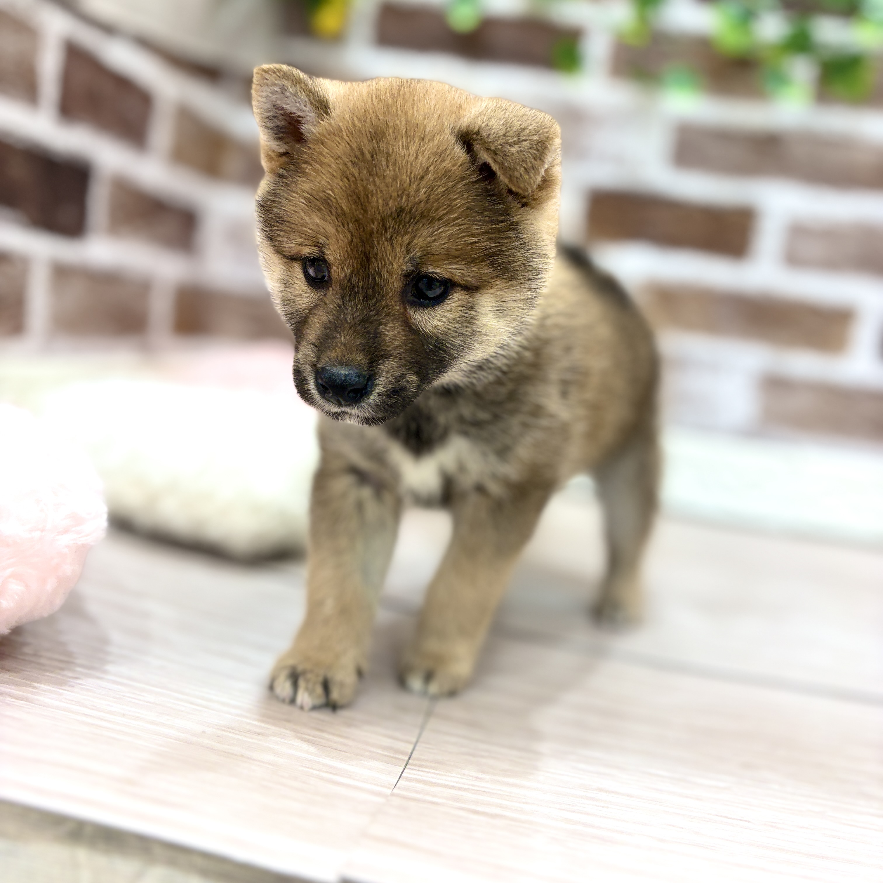 三重県の柴犬(標準サイズ) (犬の家＆猫の里三重桑名店/2026年3月4日生まれ/女の子/赤)の子犬の4枚目の画像