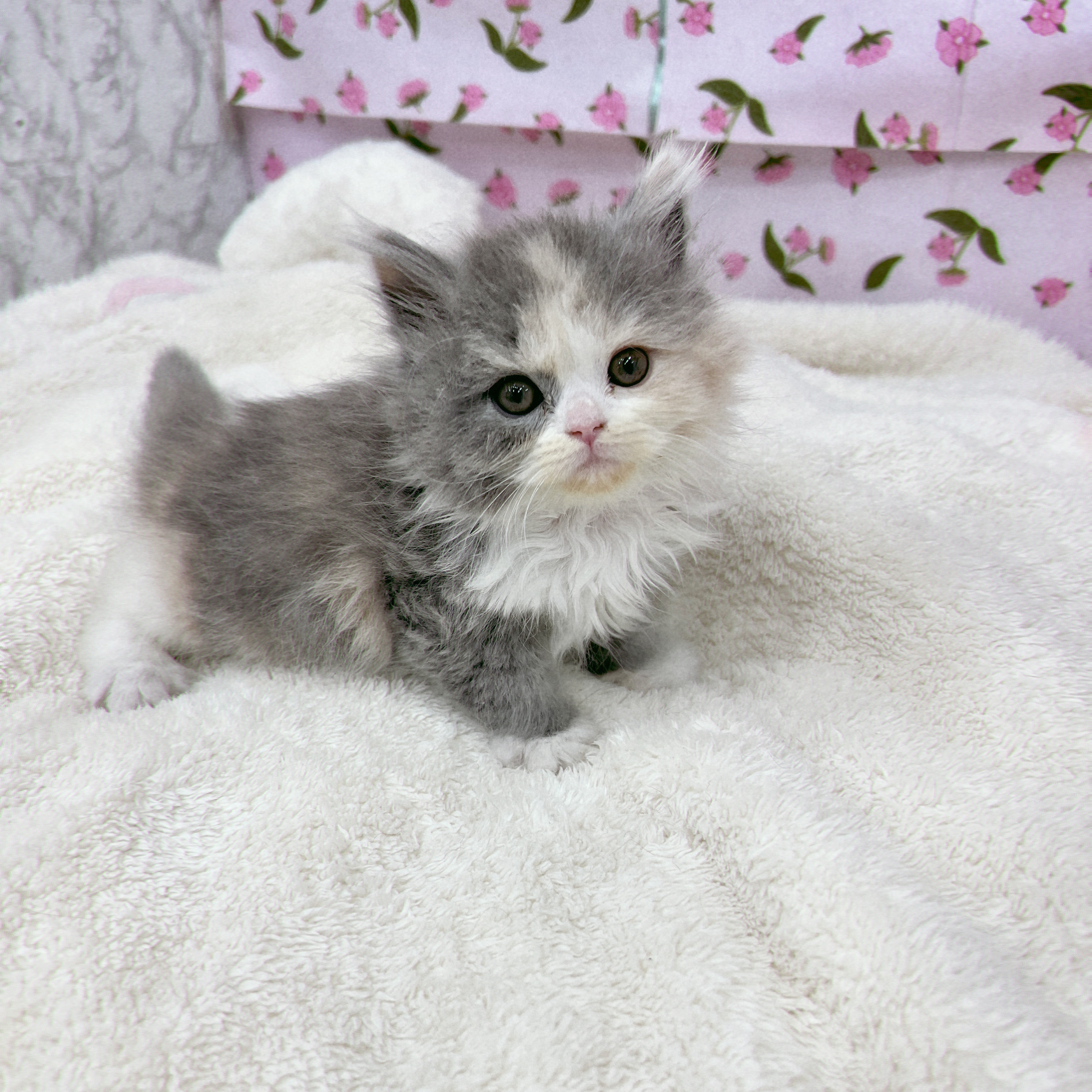 愛知県のスコティッシュフォールド (犬の家＆猫の里エアポートウォーク店/2026年1月26日生まれ/女の子/ブルーパッチドタビーホワイト)の子猫の4枚目の画像