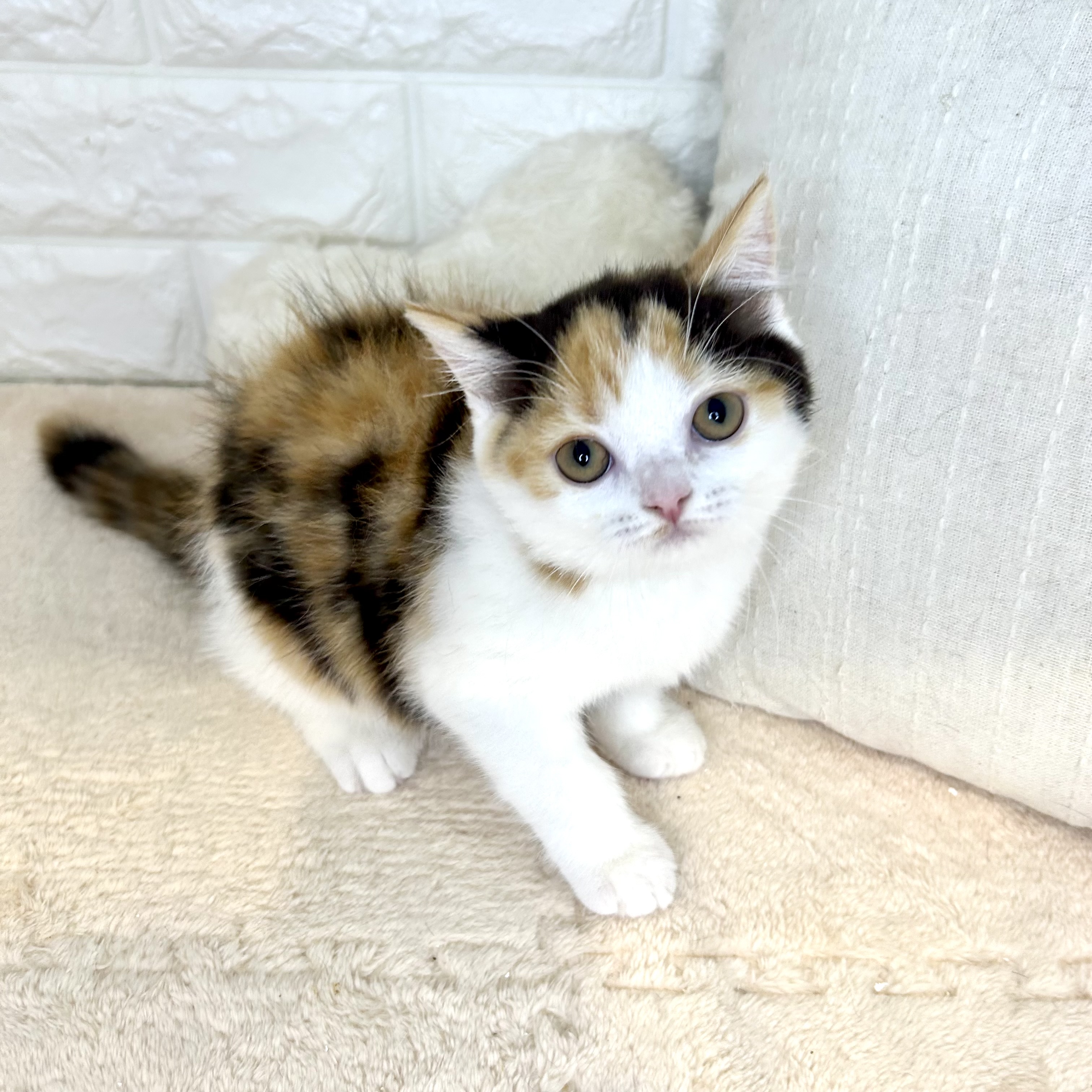 ブリティッシュショートヘア女の子の写真