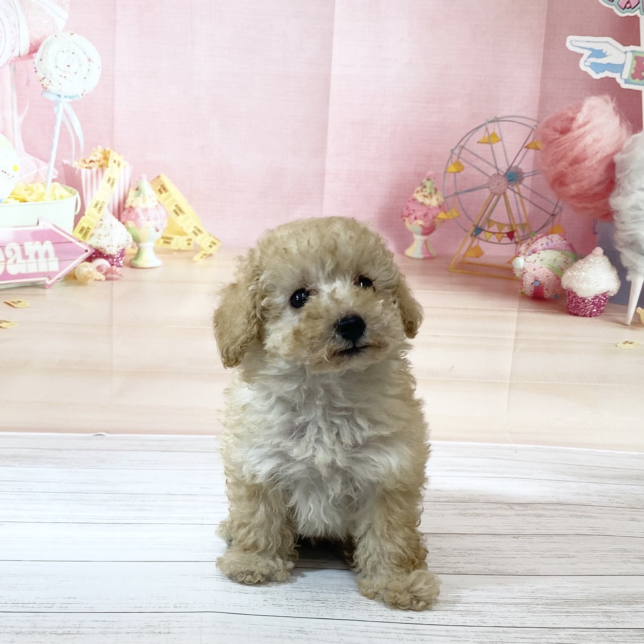兵庫県のトイプードル(トイ) (犬の家＆猫の里尼崎店/2026年8月16日生まれ/女の子/ペールフォーン)の子犬の4枚目の画像