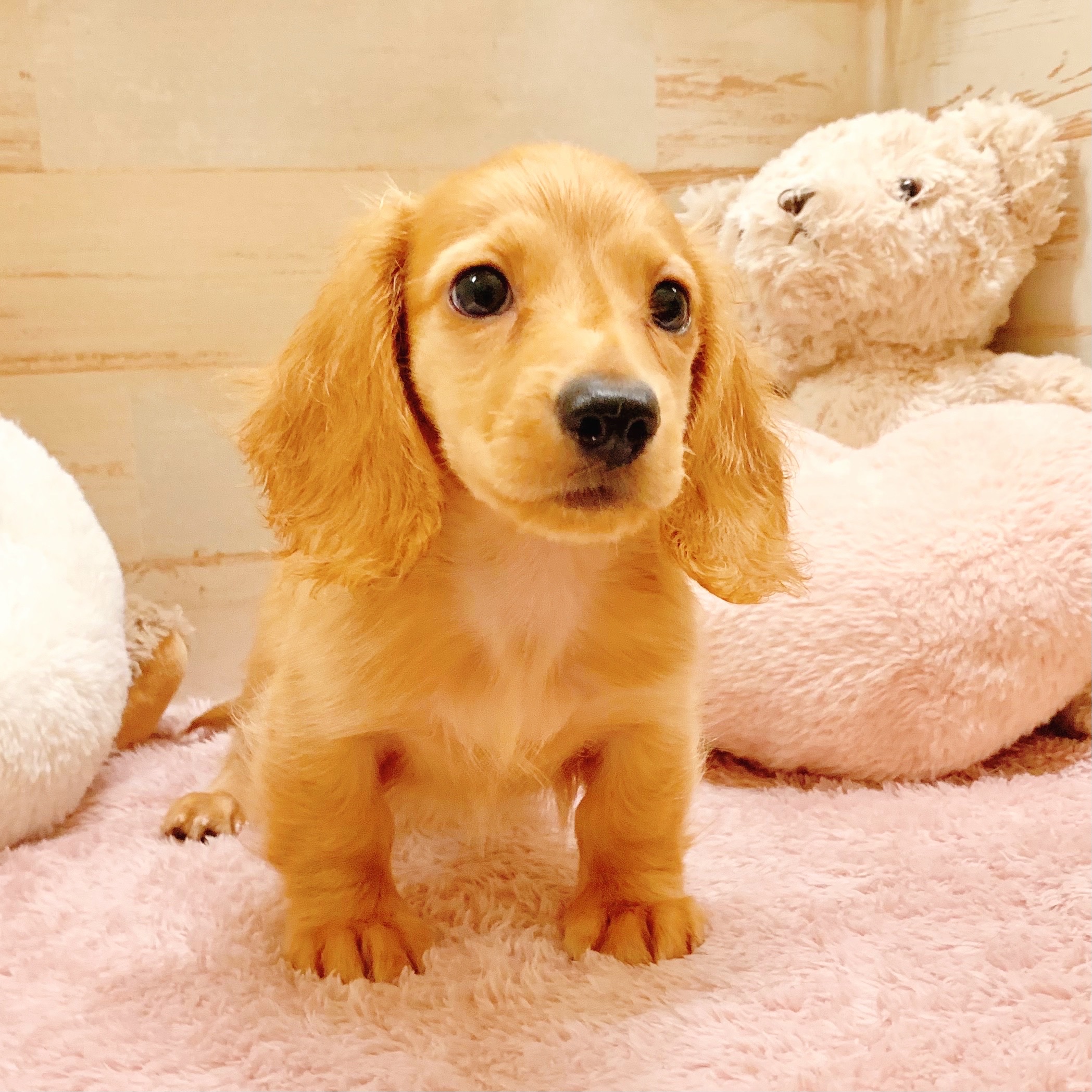 兵庫県のミニチュアダックスフンド(ロング) (犬の家＆猫の里神戸店/2025年7月3日生まれ/男の子/ゴールド)の子犬の4枚目の画像