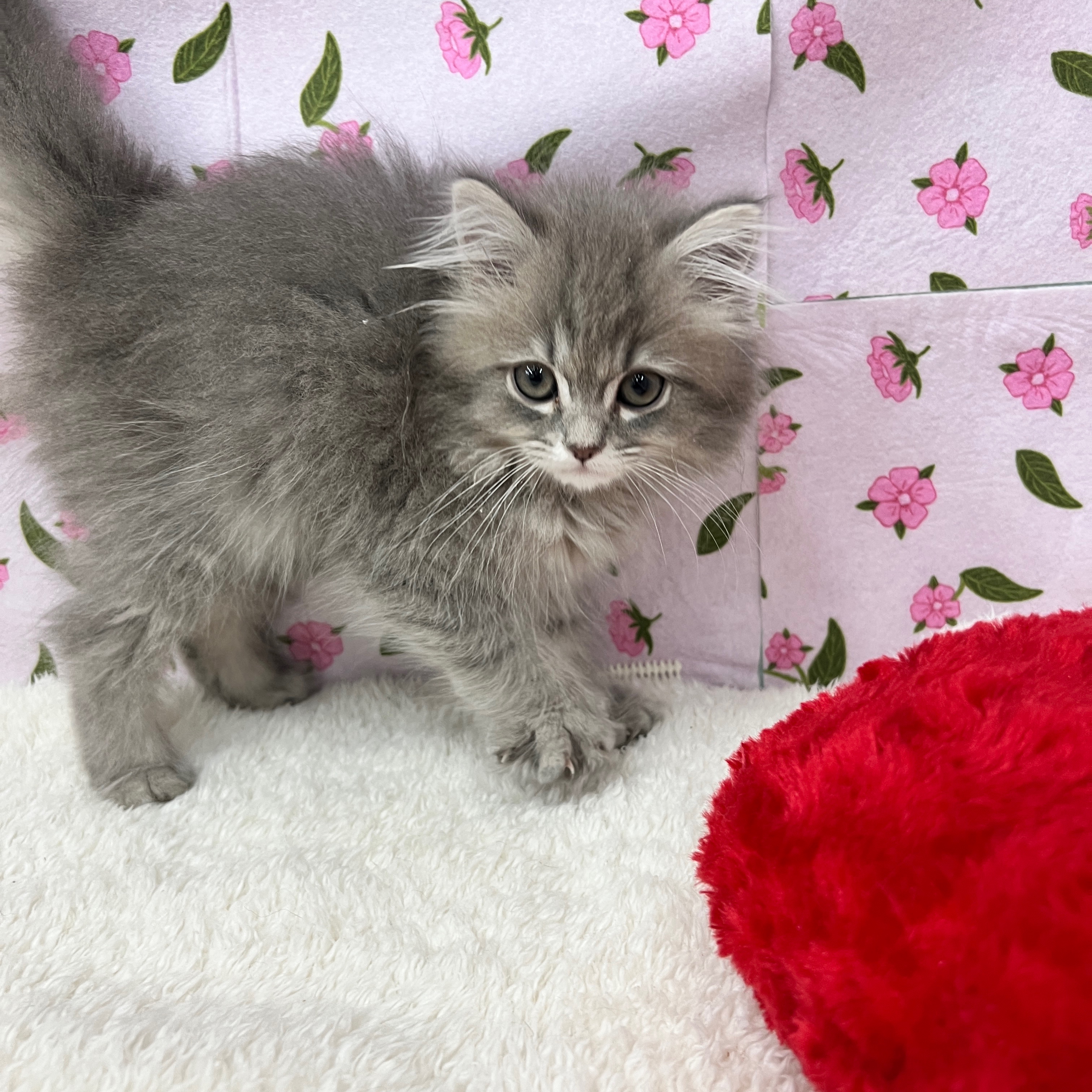 愛知県のマンチカン (犬の家＆猫の里エアポートウォーク店/2026年1月25日生まれ/女の子/ブルーパッチドタビー)の子猫の4枚目の画像