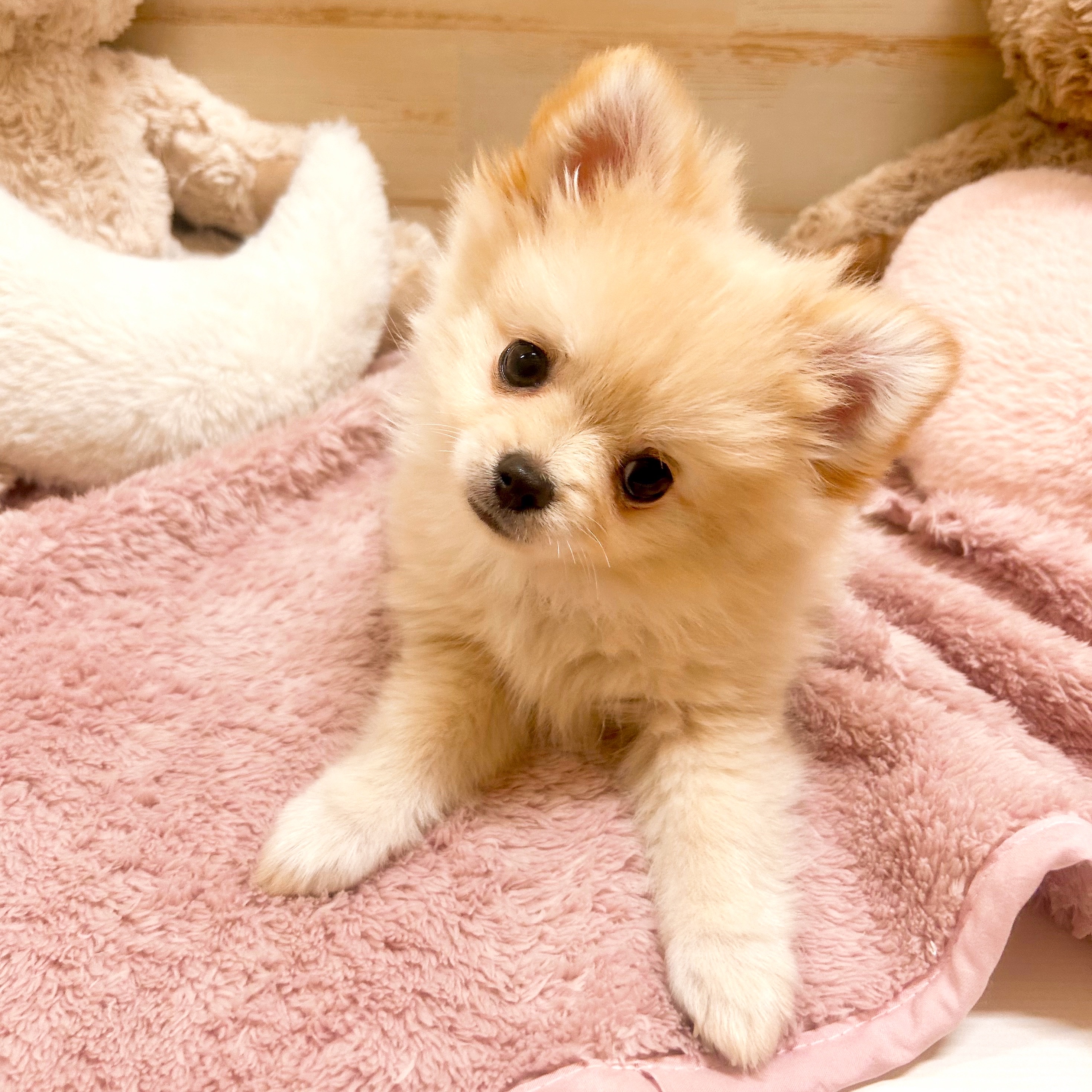兵庫県のポメチワ/チワポメ/ポメチー(ポメラニアン×チワワ) (犬の家＆猫の里神戸店/2025年11月29日生まれ/男の子/クリーム)の子犬の4枚目の画像