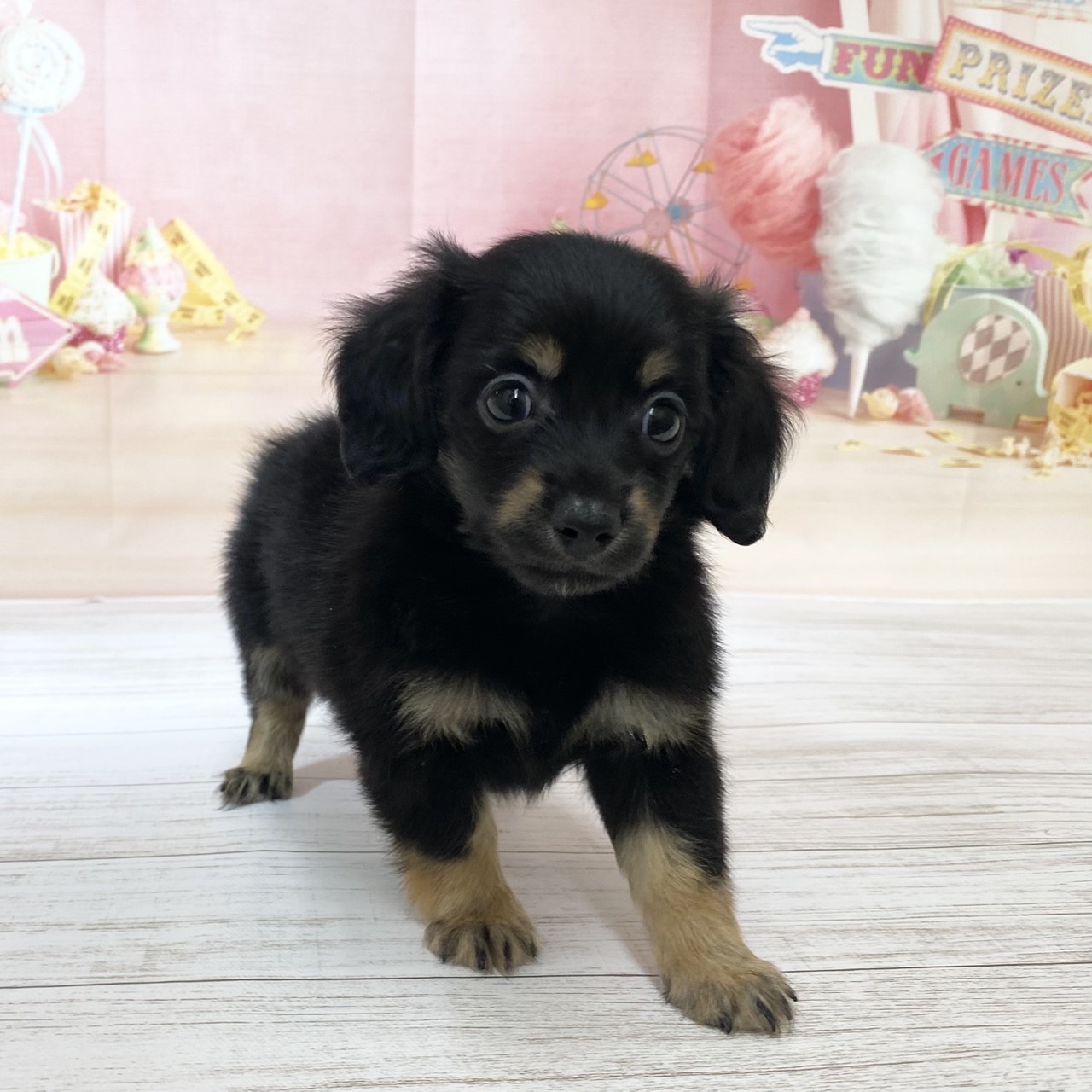兵庫県のチワックス(チワワ×ダックス) (犬の家＆猫の里尼崎店/2026年8月20日生まれ/女の子/ブラックタン)の子犬の4枚目の画像