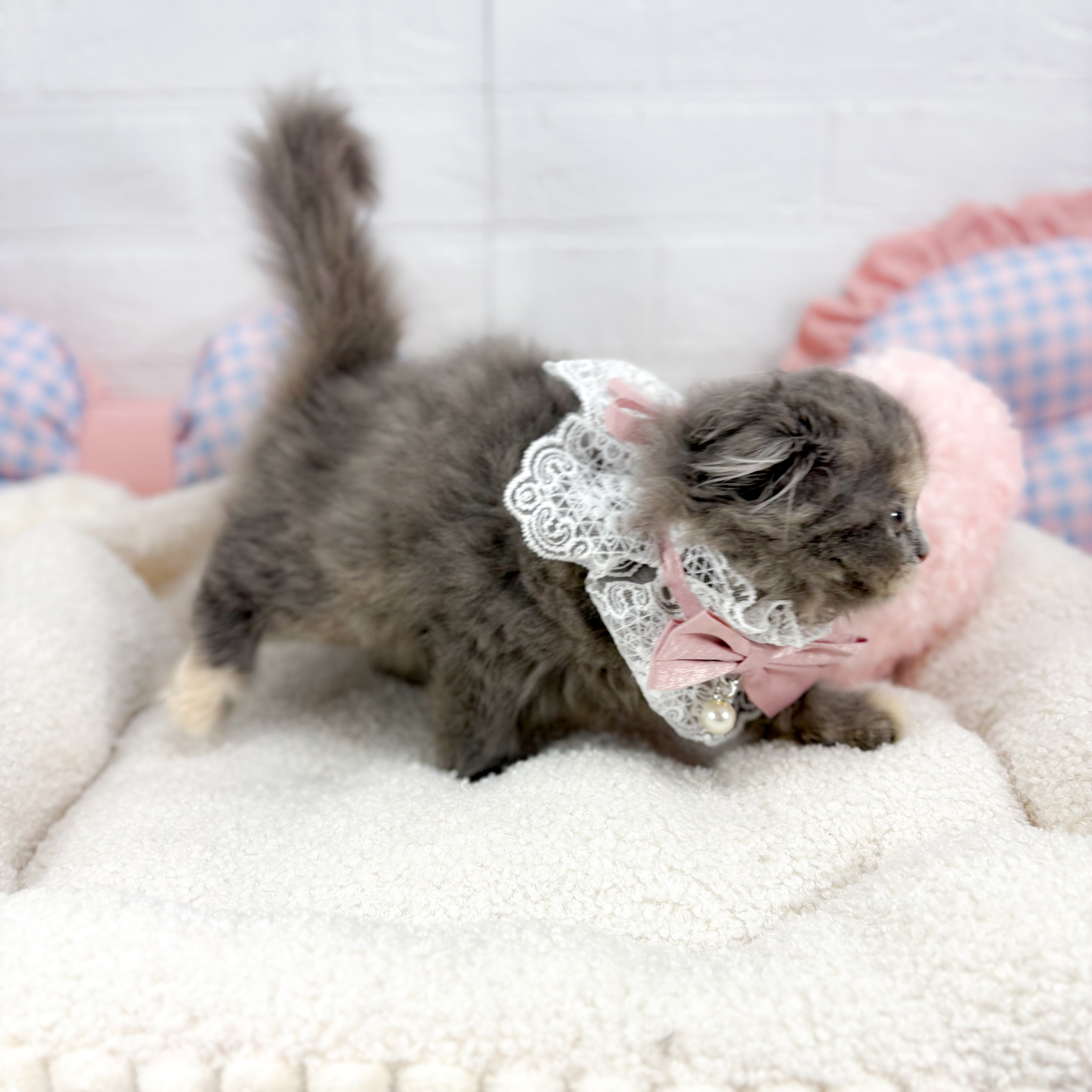 神奈川県のスコティッシュフォールド (犬の家＆猫の里元住吉ブレーメン通り店/2025年9月25日生まれ/女の子/ブルーパッチドタビー)の子猫の4枚目の画像