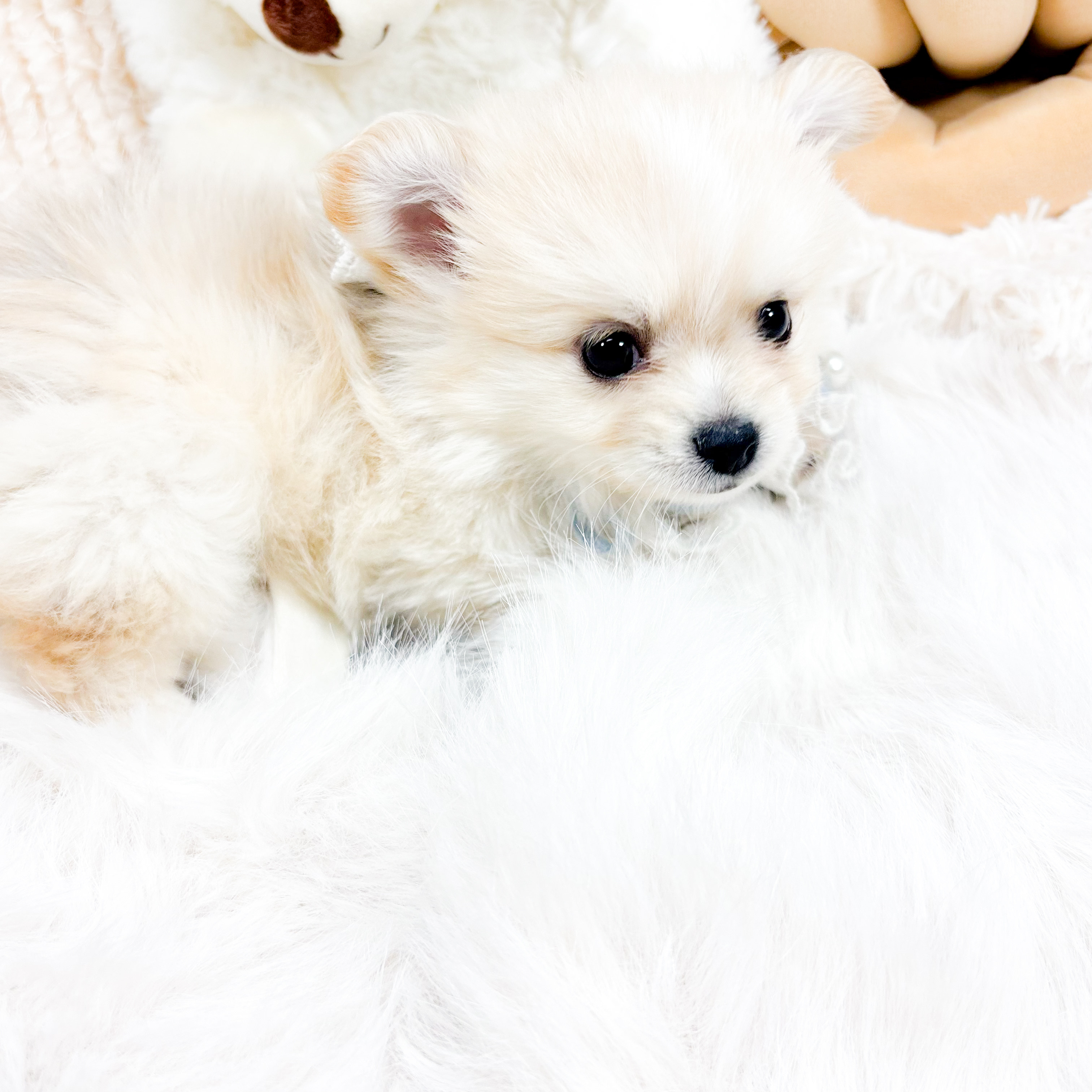 神奈川県のポメチワ/チワポメ/ポメチー(ポメラニアン×チワワ) (犬の家＆猫の里元住吉ブレーメン通り店/2025年9月29日生まれ/男の子/クリームセーブル)の子犬の4枚目の画像