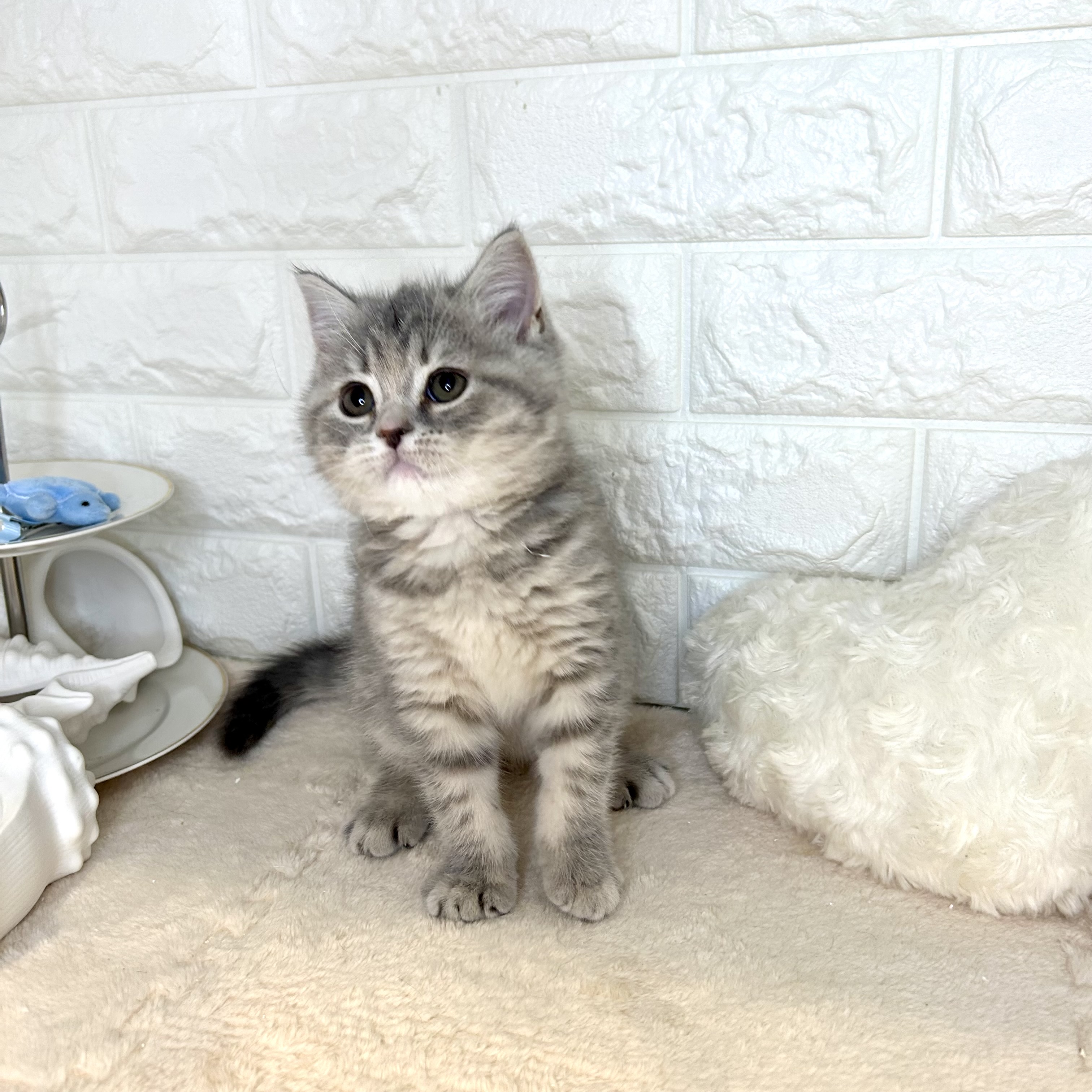 東京都のスコティッシュフォールド (犬の家＆猫の里新宿店/2025年9月23日生まれ/女の子/ブルーパッチドタビー)の子猫の4枚目の画像