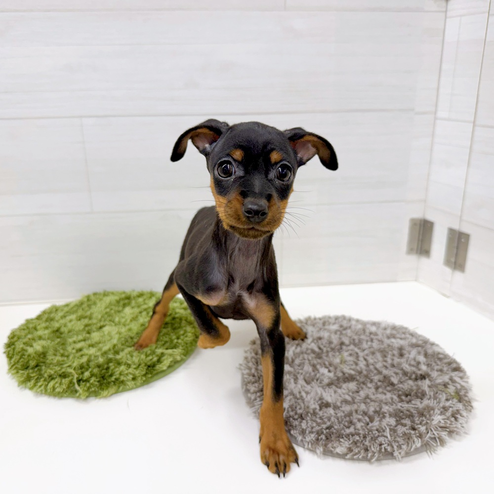 石川県のミニチュアピンシャー (犬の家＆猫の里アミーゴ金沢おこばた店/2026年4月18日生まれ/女の子/ブラックタン)の子犬の4枚目の画像