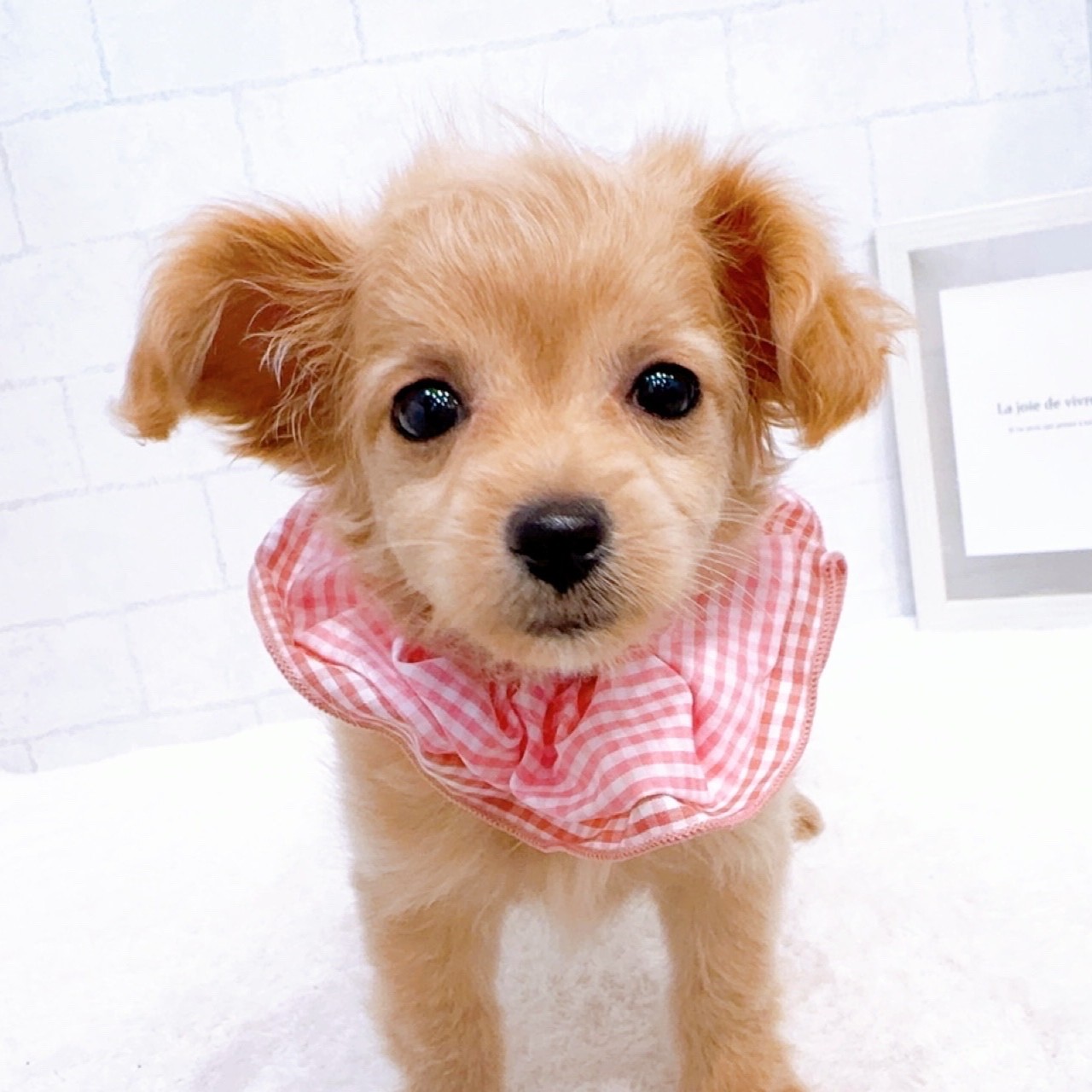 石川県のチワプー/プーチー(チワワ×プードル) (犬の家＆猫の里金沢店/2025年11月15日生まれ/女の子/アプリコット)の子犬の4枚目の画像