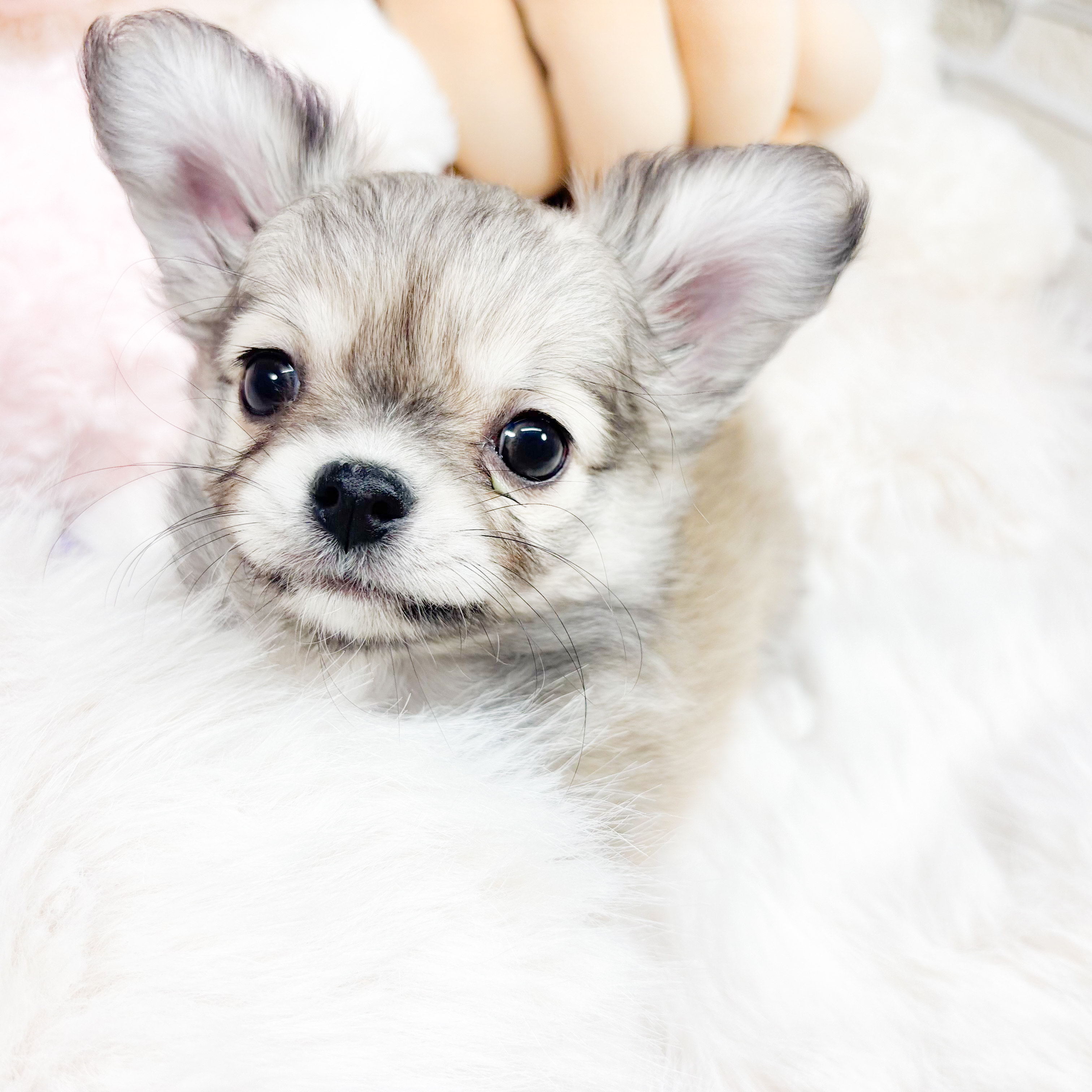 神奈川県のチワワ(ロング) (犬の家＆猫の里元住吉ブレーメン通り店/2025年10月6日生まれ/女の子/フォーン)の子犬の4枚目の画像