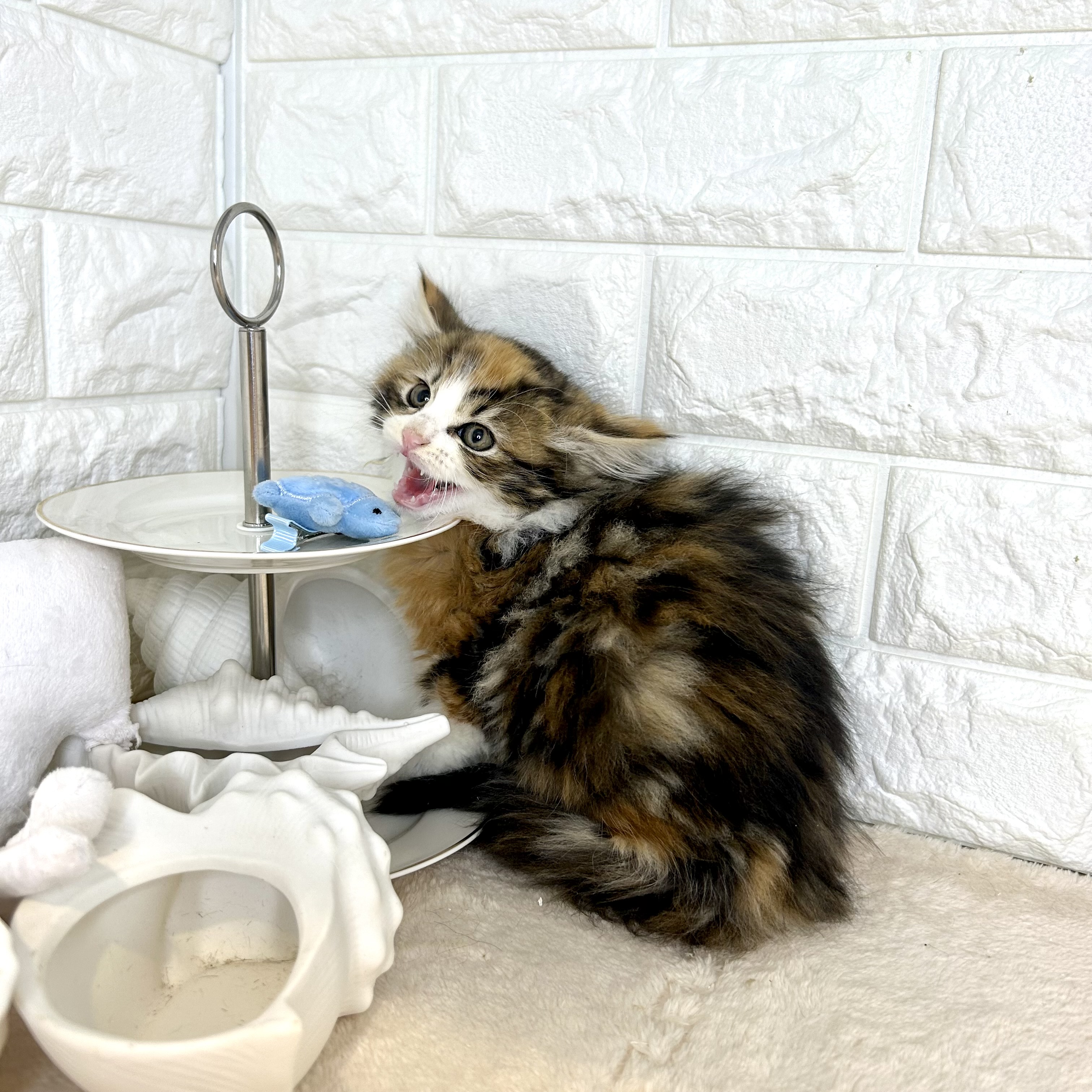 東京都のノルウェージャンフォレストキャット (犬の家＆猫の里新宿店/2025年9月30日生まれ/女の子/キャリコ)の子猫の4枚目の画像