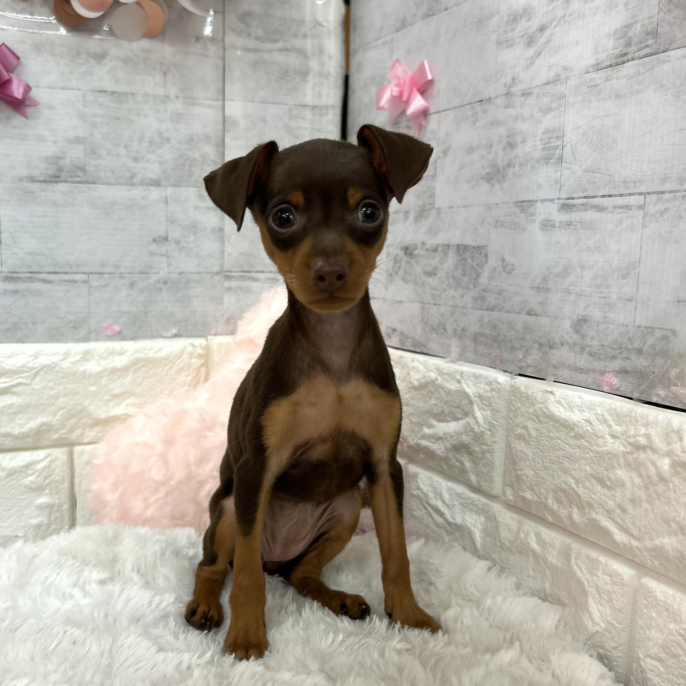 静岡県のミニチュアピンシャー (犬の家＆猫の里プレ葉ウォーク浜北店/2026年1月26日生まれ/女の子/チョコレートタン)の子犬の4枚目の画像