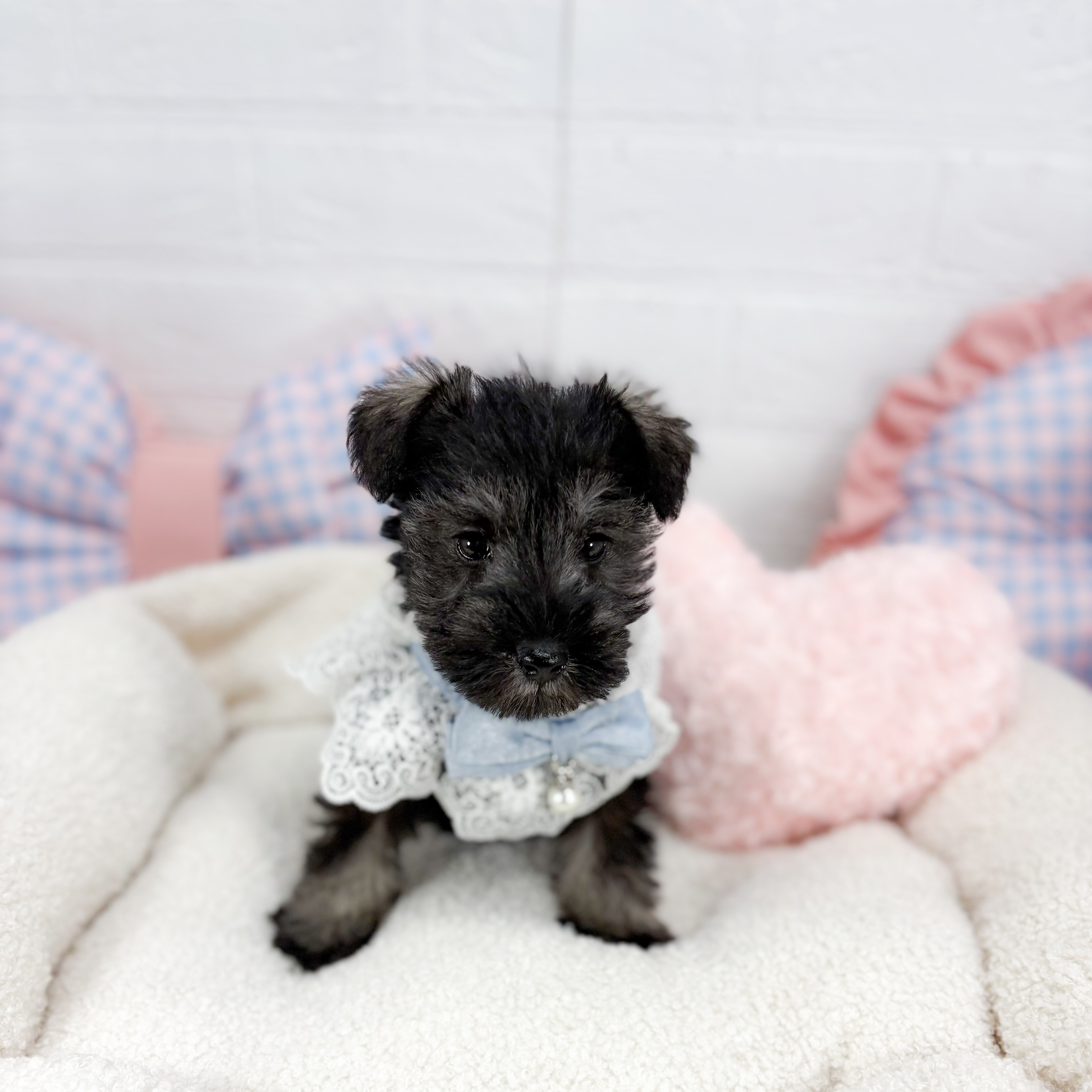 ミニチュアシュナウザー男の子の写真