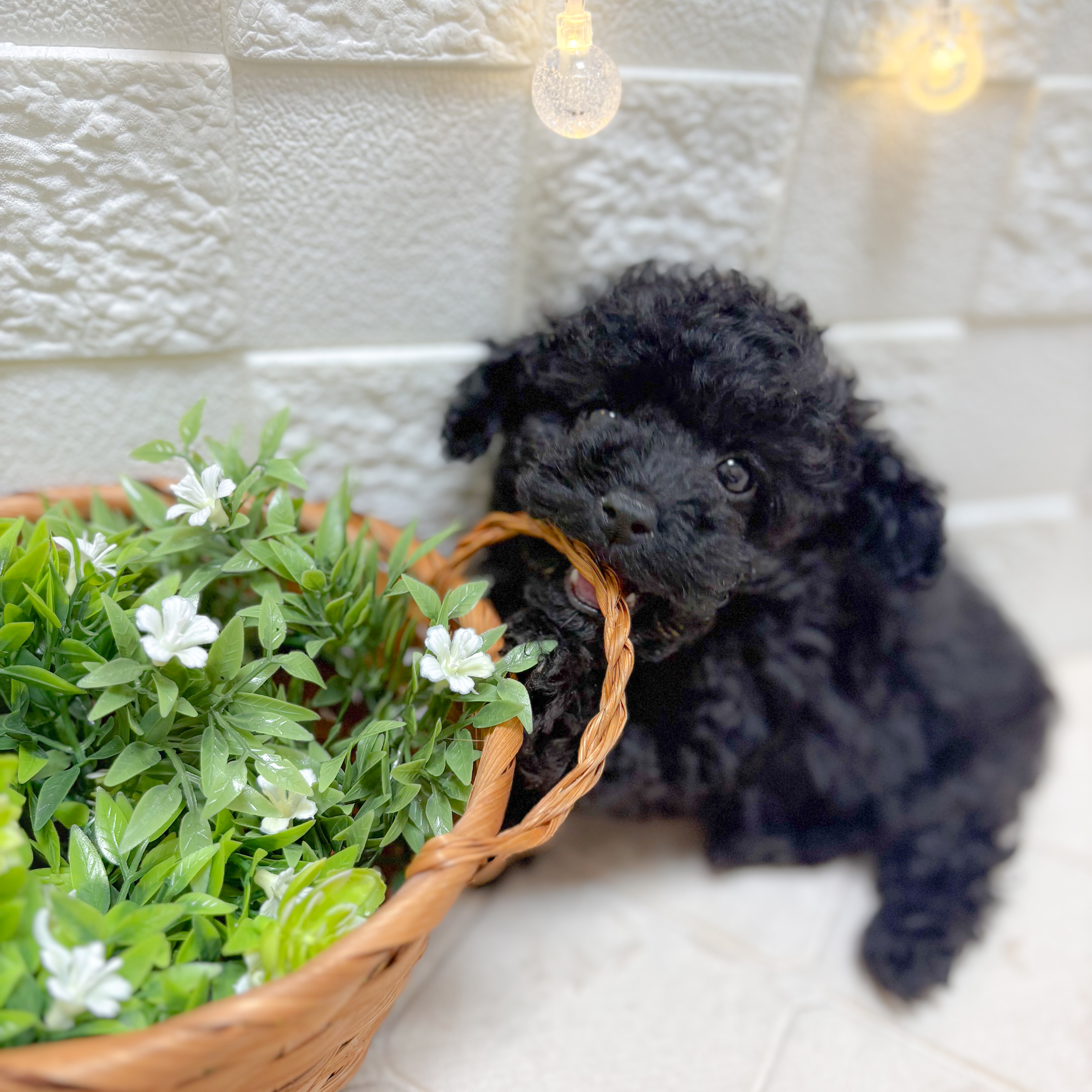 東京都のトイプードル(ティーカップ) (犬の家＆猫の里ペットフォレスト小平店/2026年1月5日生まれ/女の子/ブラック)の子犬の4枚目の画像